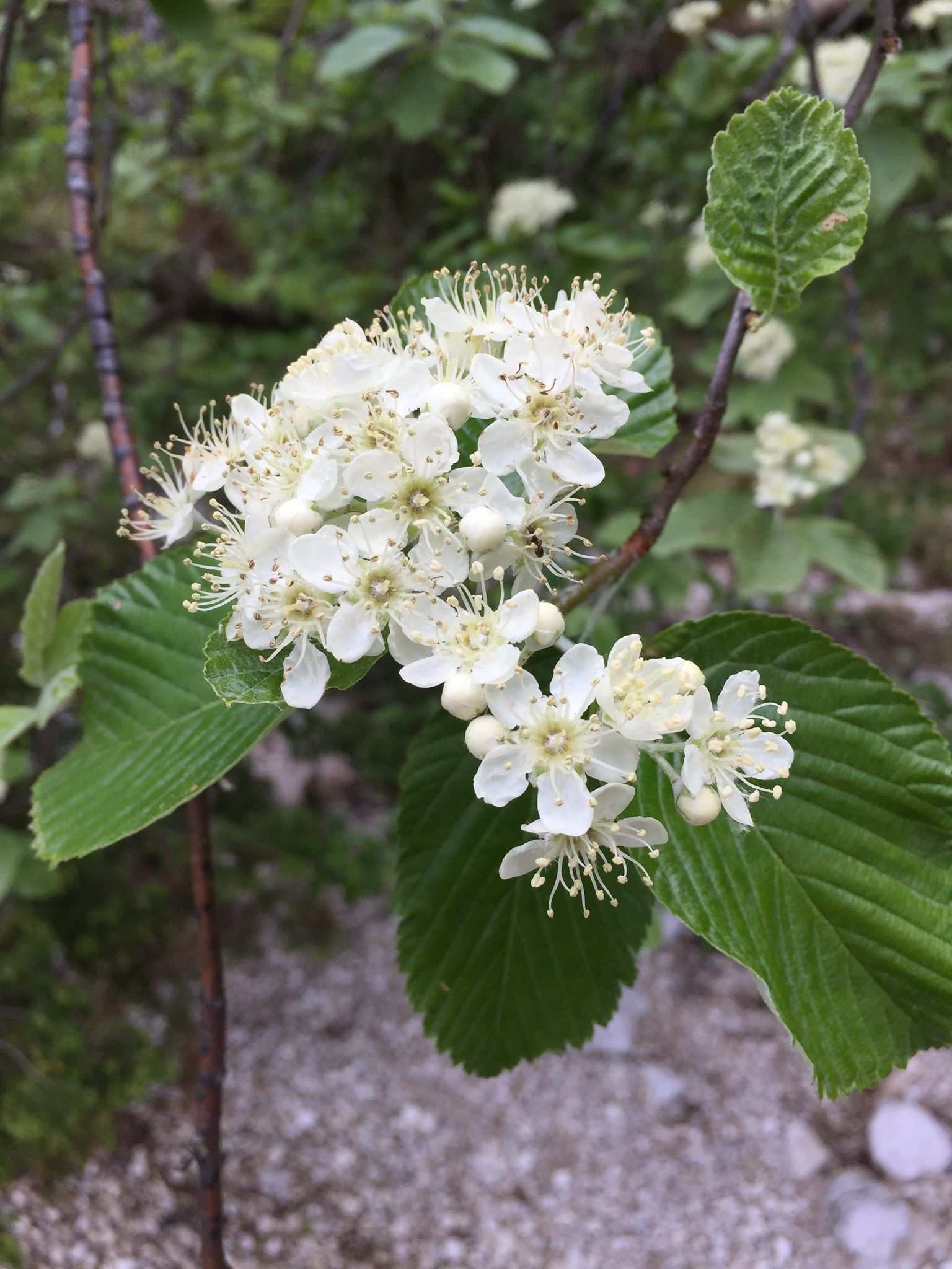 Aria edulis