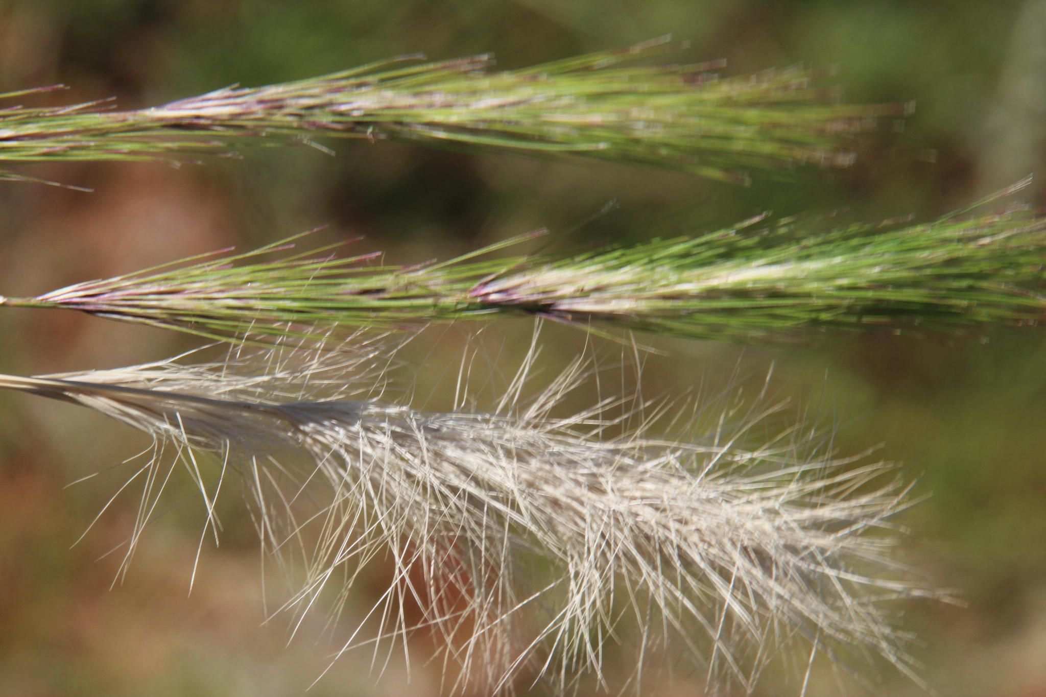 Aristida congesta