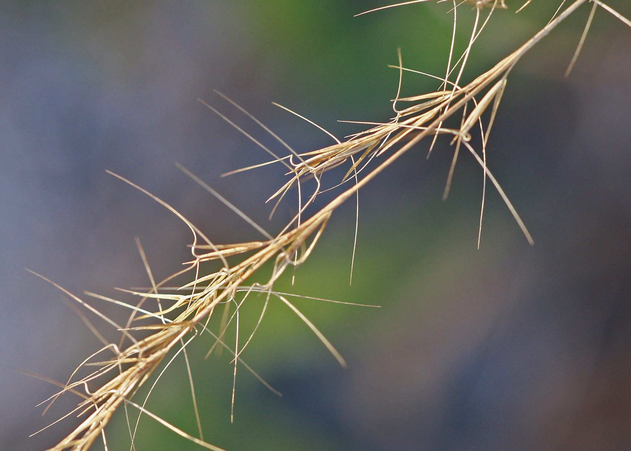 Aristida stricta