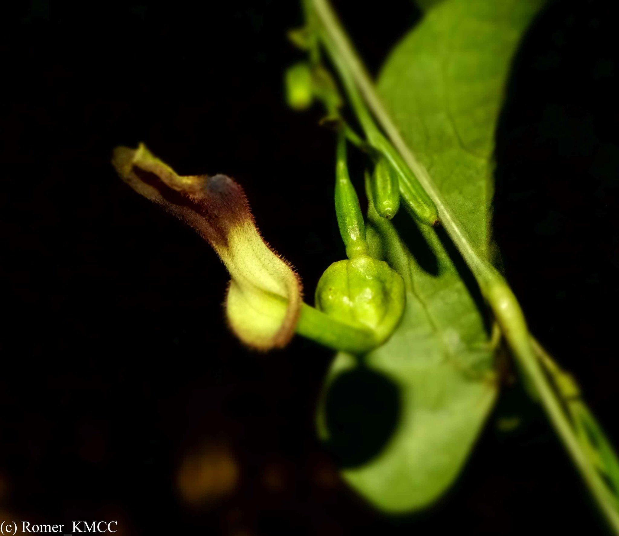 Aristolochia albida