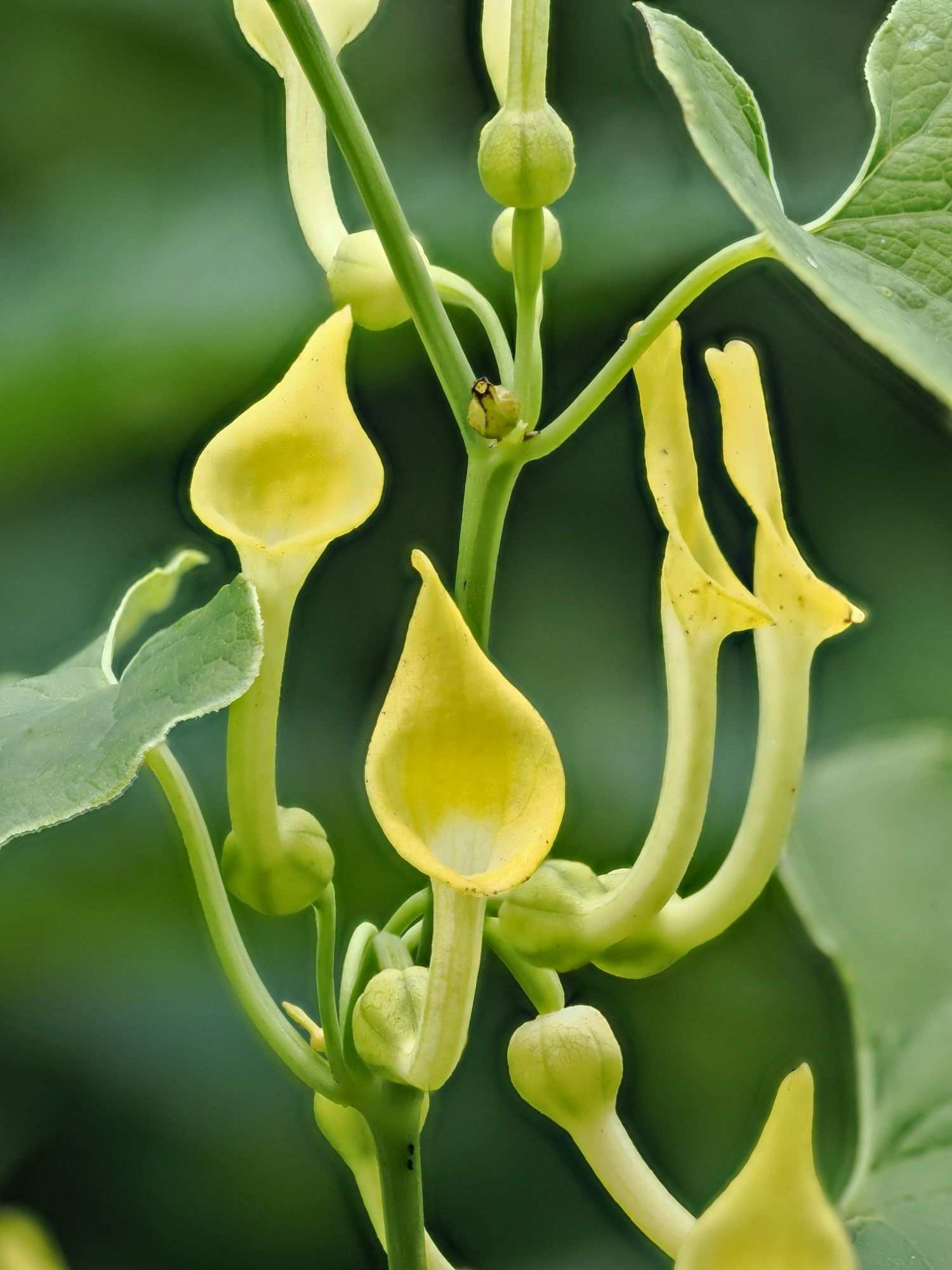 Aristolochia clematitis