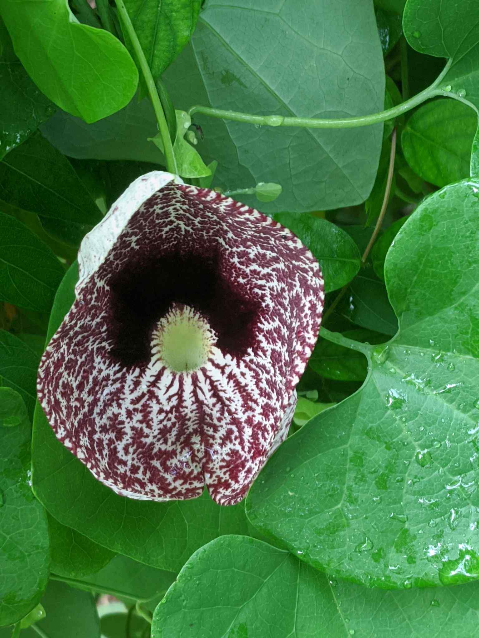 Aristolochia elegans