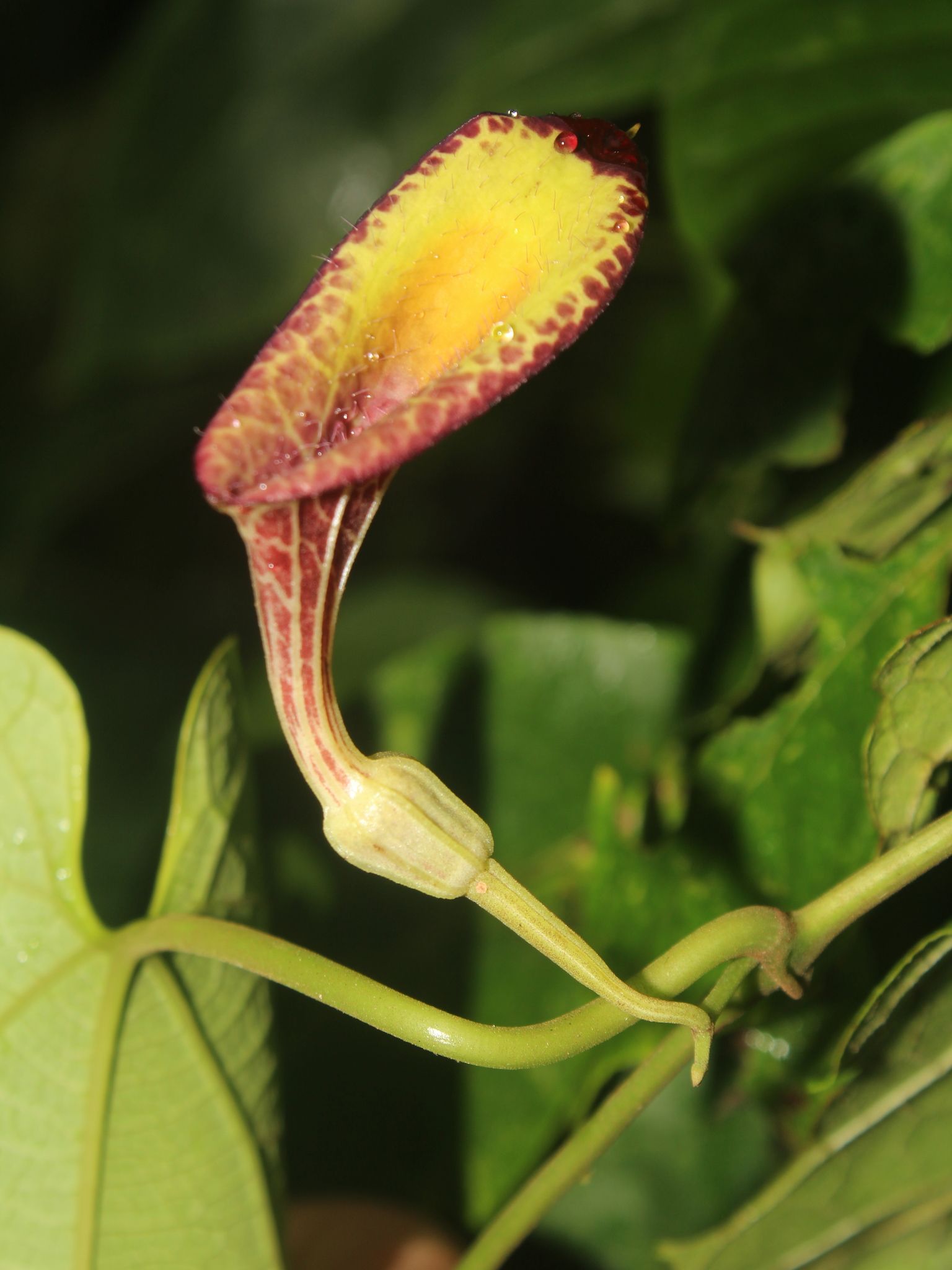 Aristolochia sp.