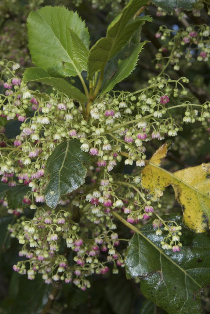 Aristotelia serrata