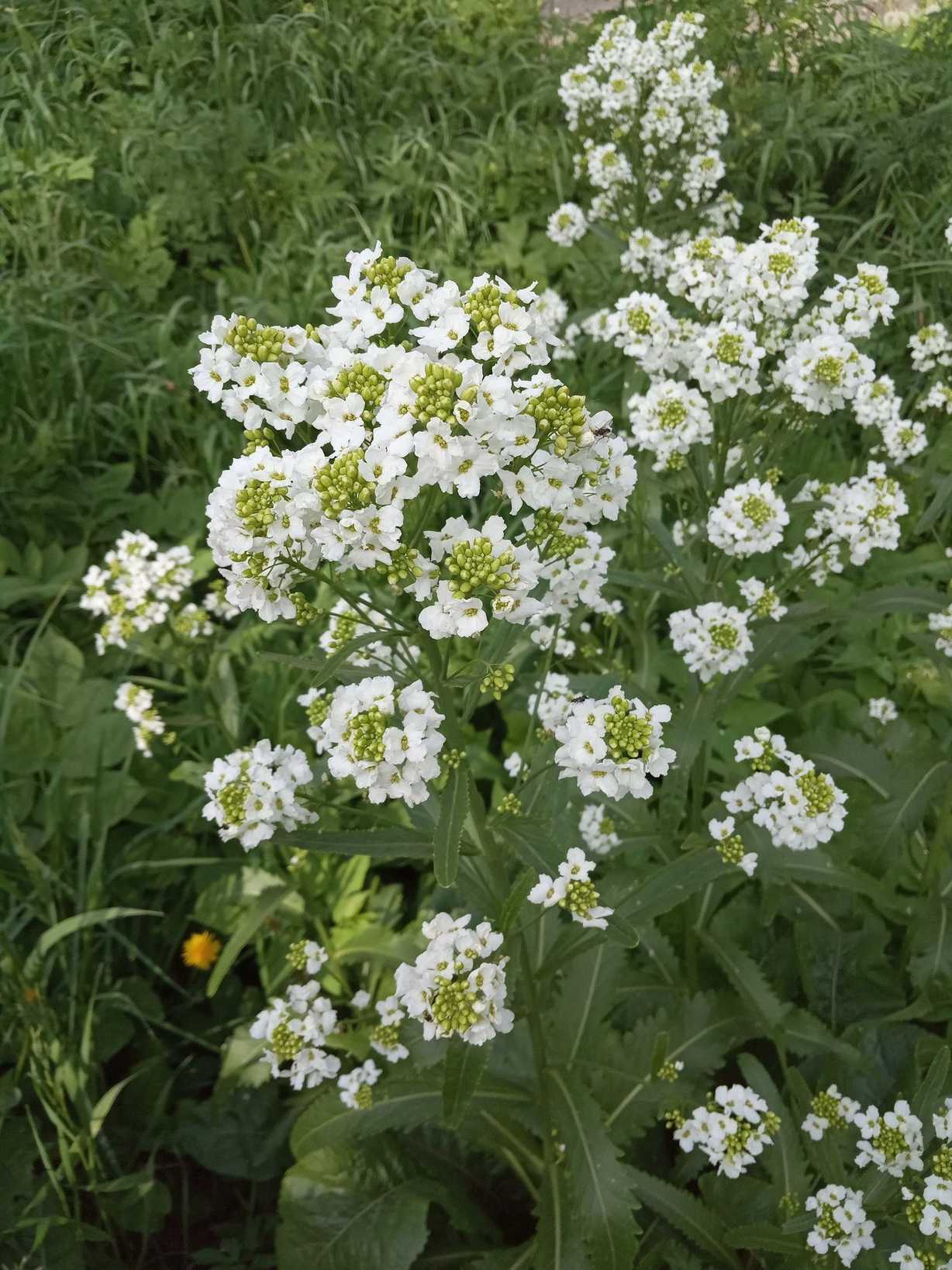 Armoracia rusticana
