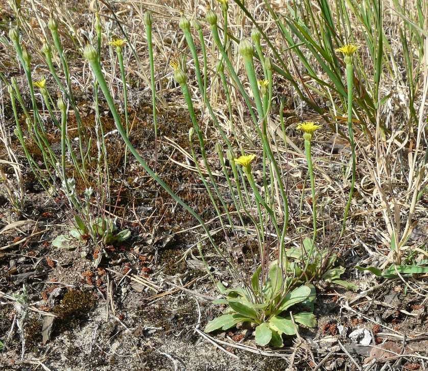 Arnoseris minima