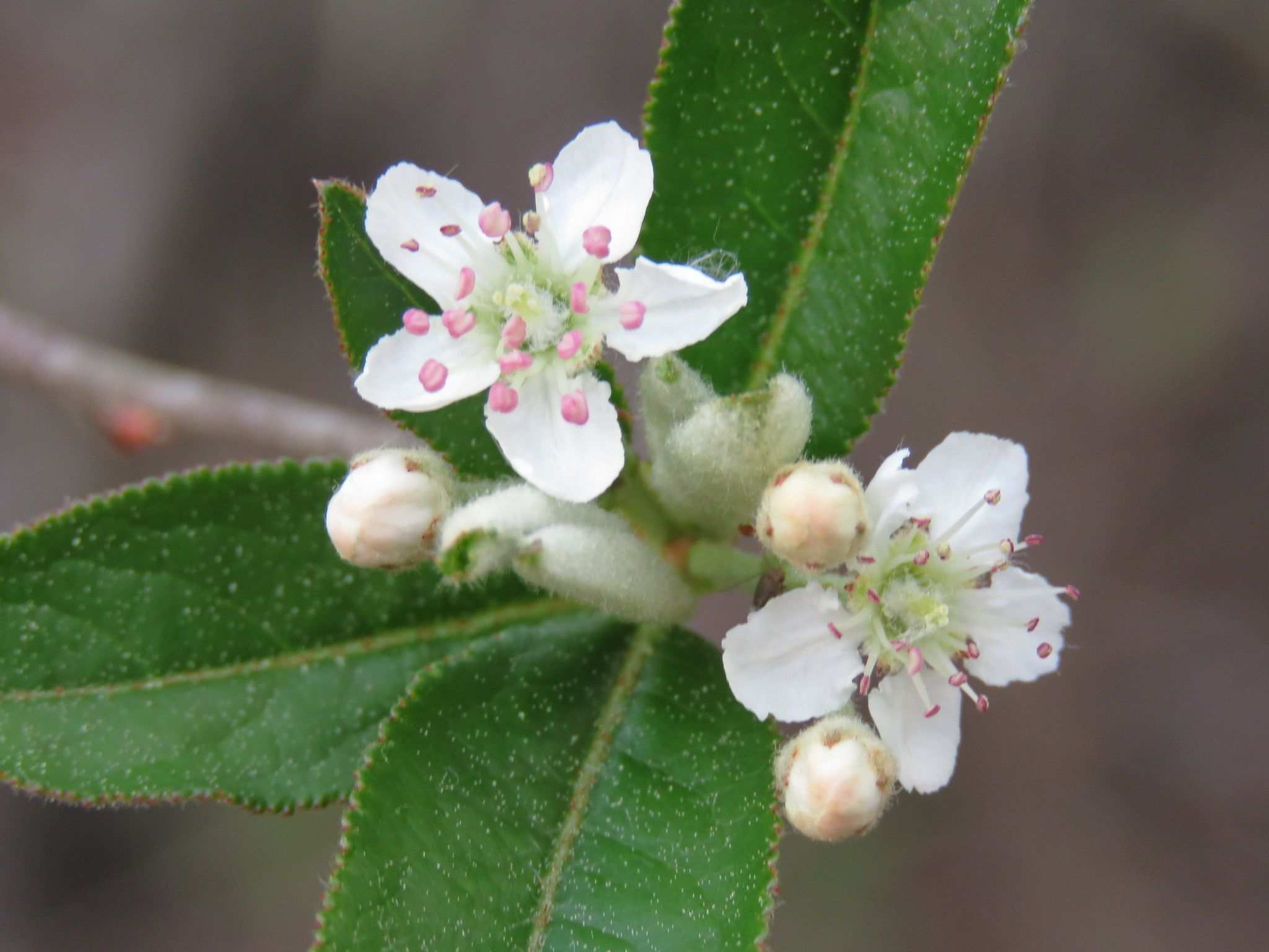 Aronia arbutifolia