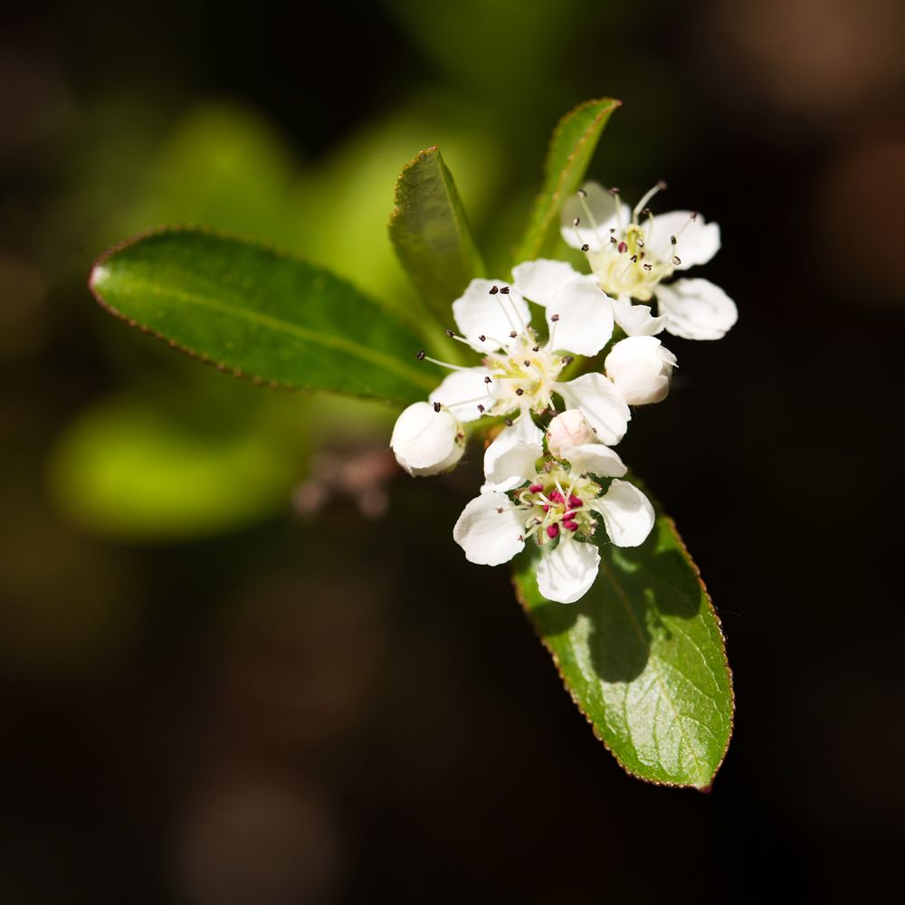 Aronia melanocarpa