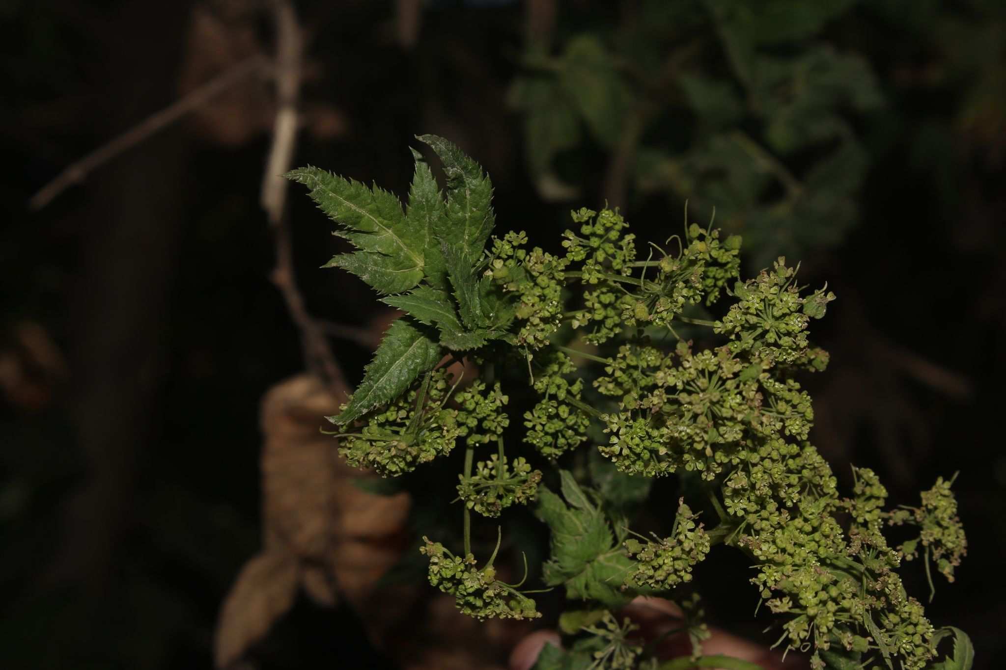 Arracacia xanthorrhiza