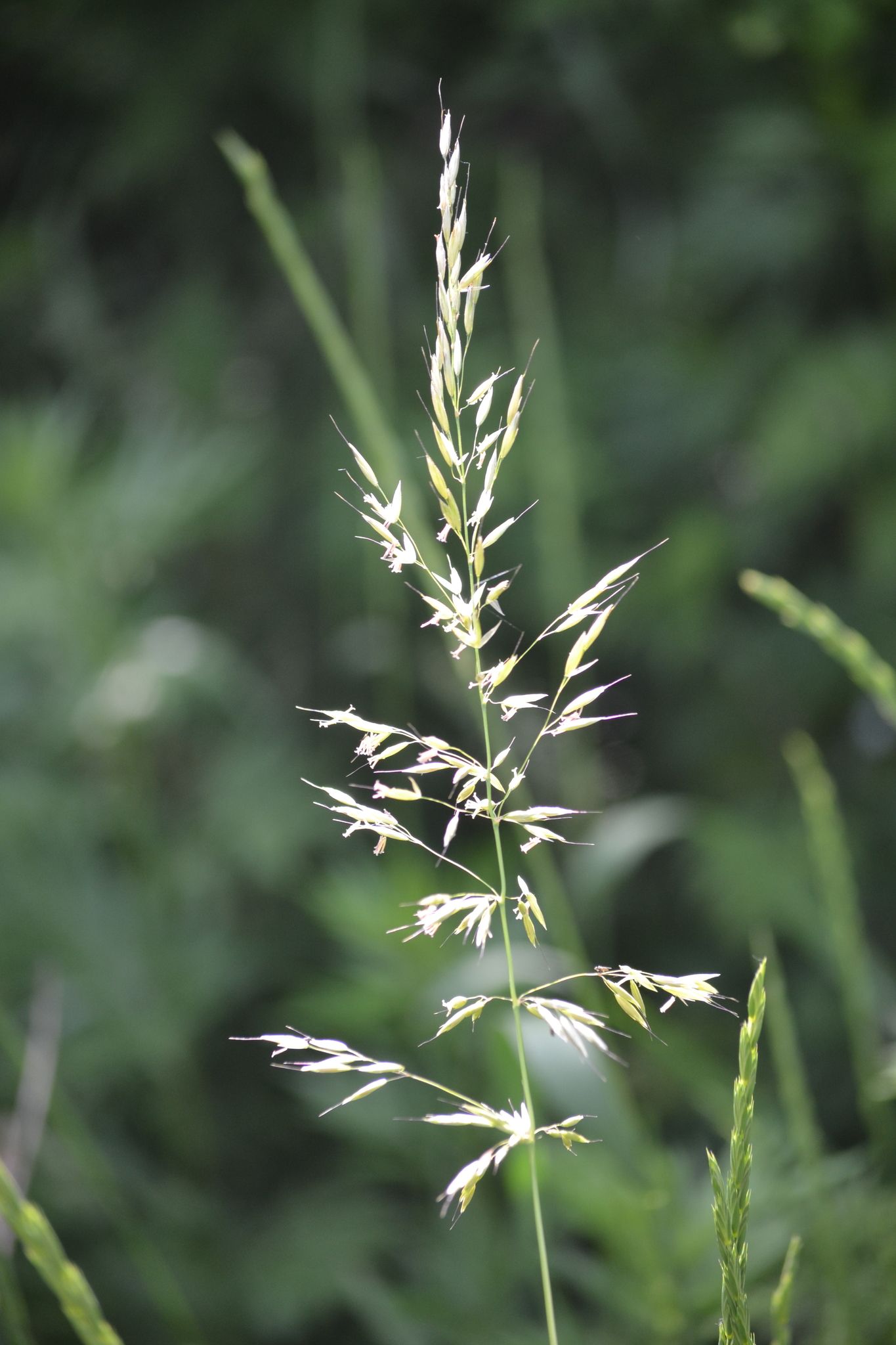 Arrhenatherum elatius