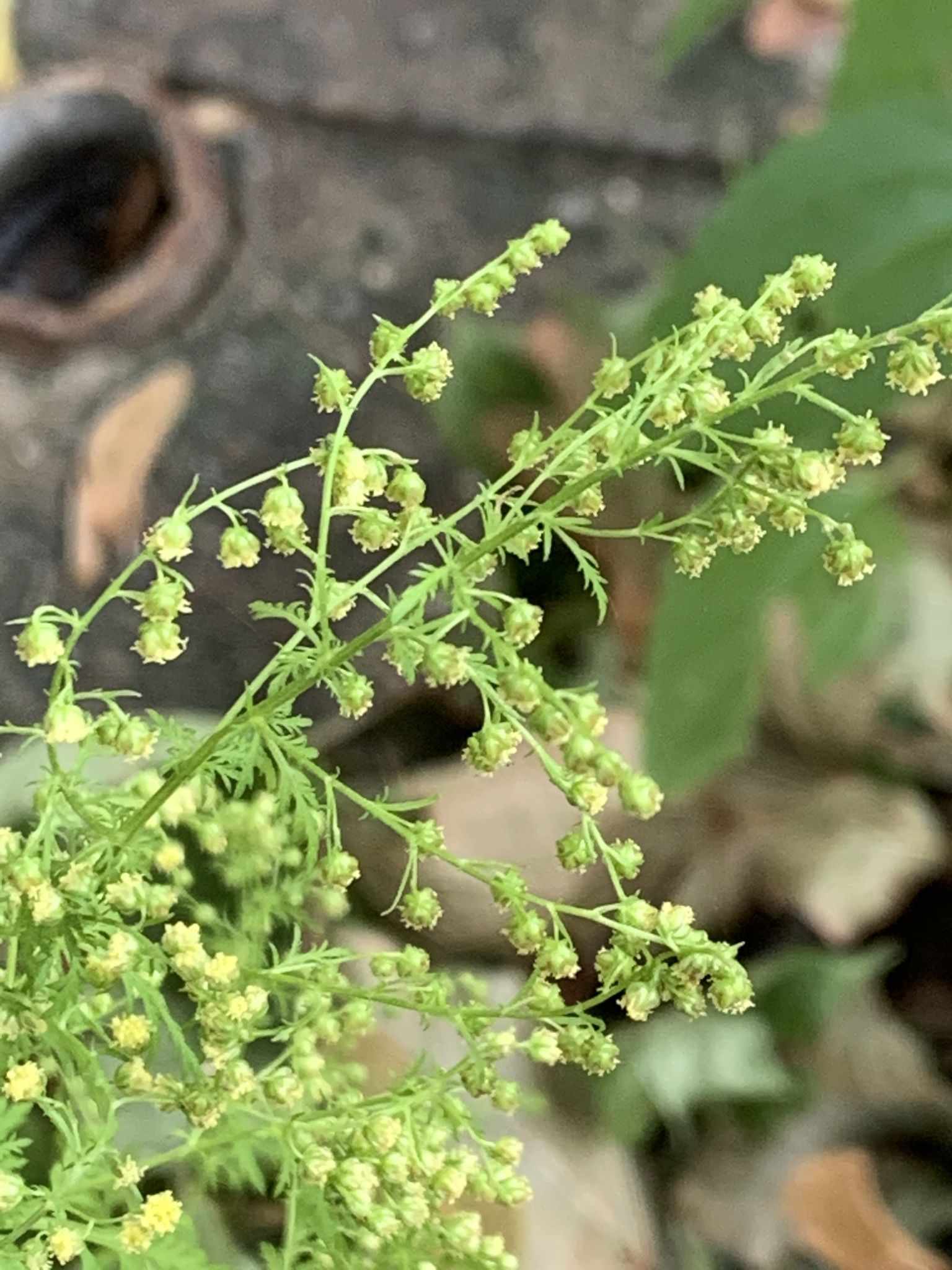 Artemisia annua