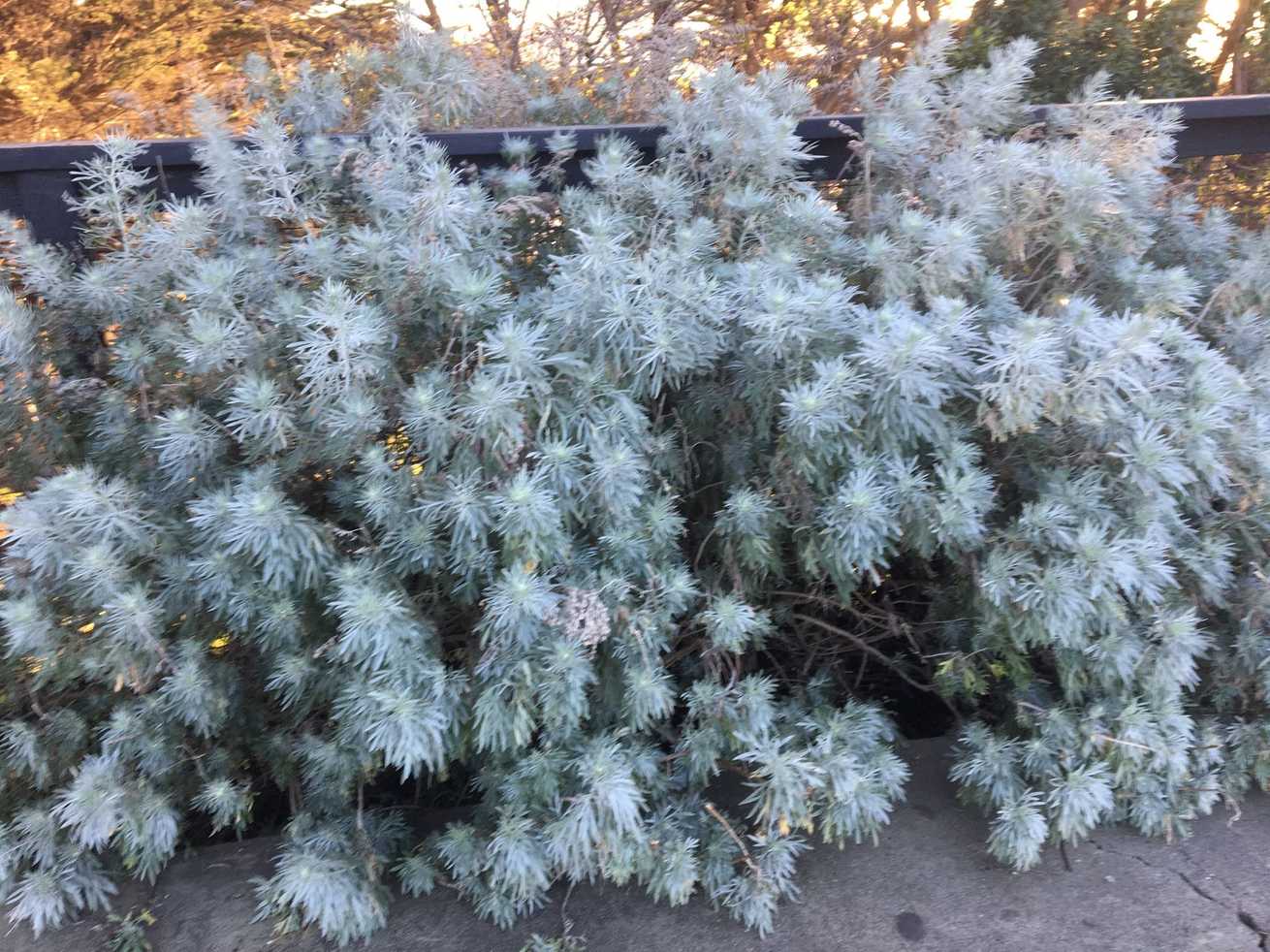 Artemisia arborescens