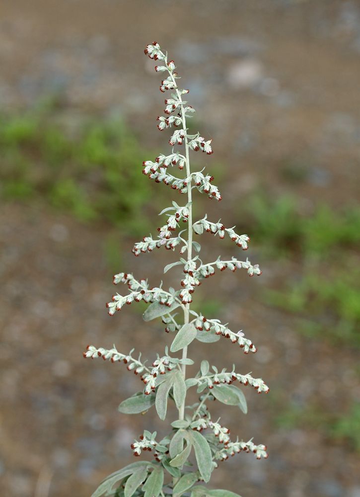 Artemisia argyi
