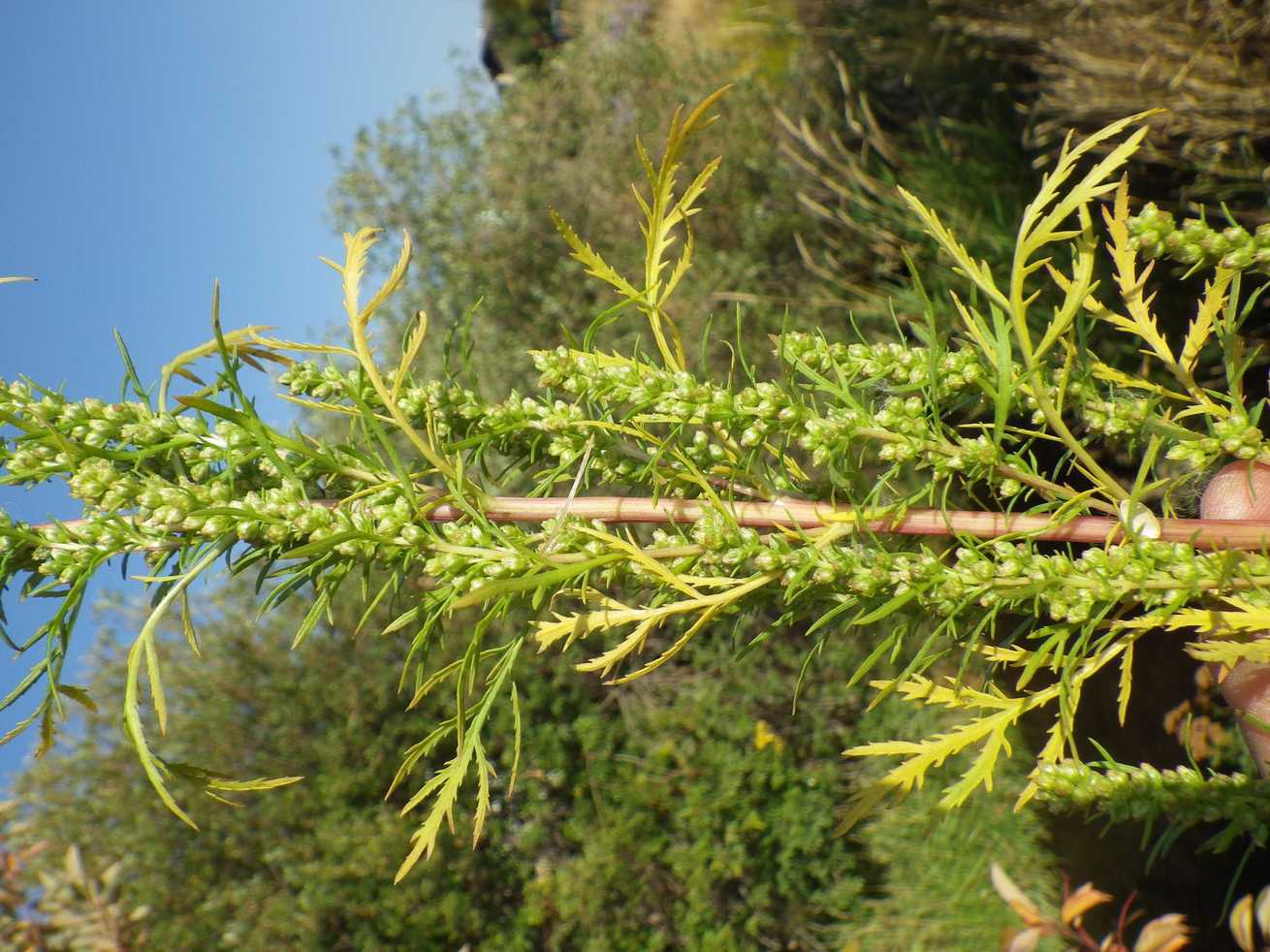 Artemisia biennis