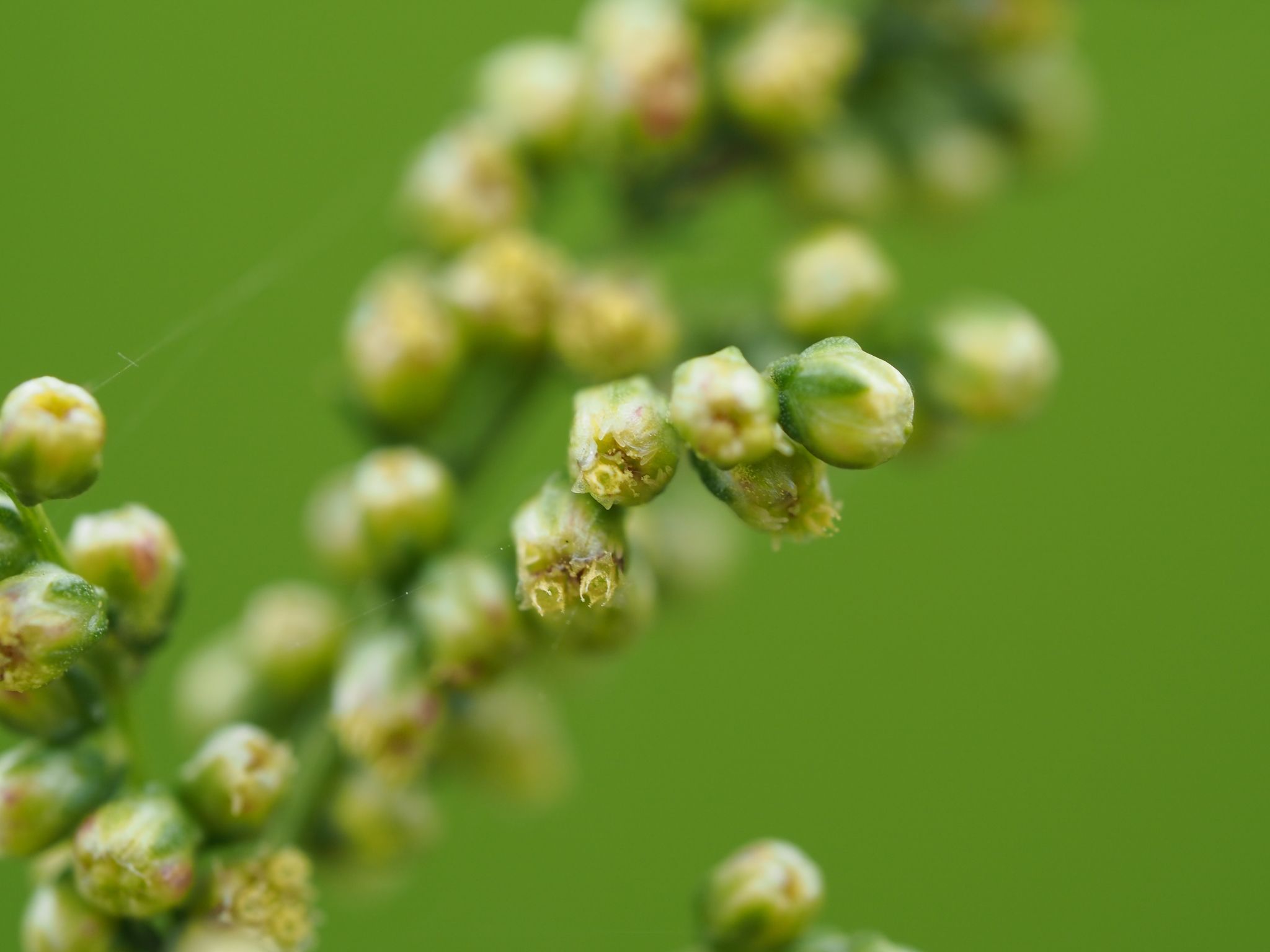 Artemisia capillaris