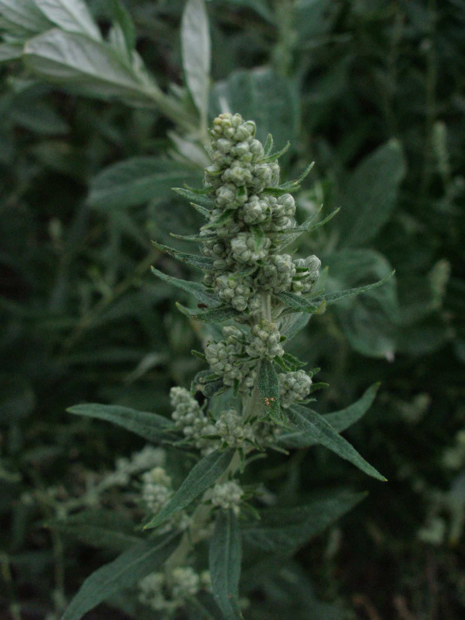 Artemisia douglasiana
