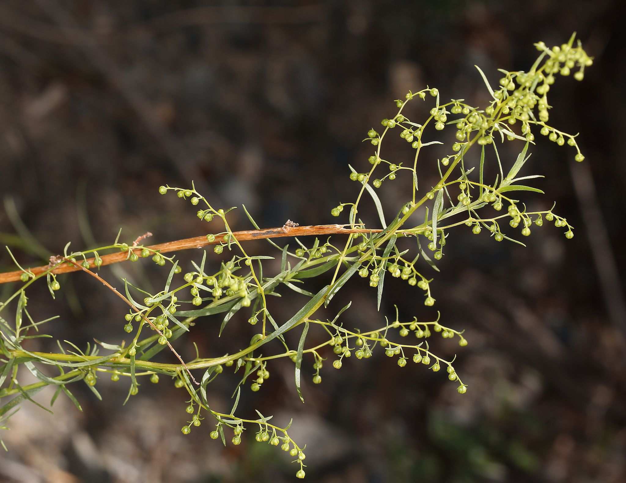 Artemisia dracunculus