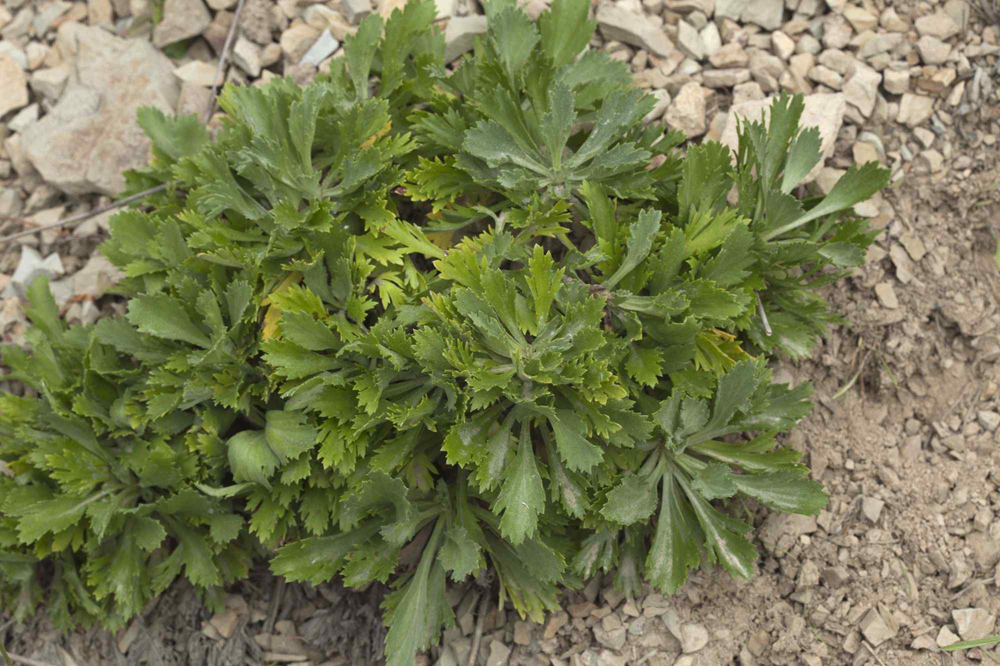 Artemisia japonica