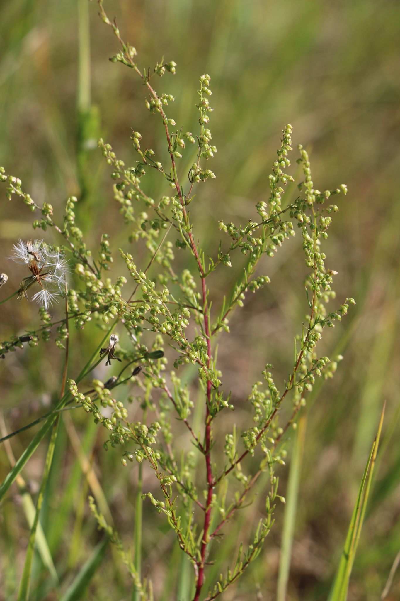 Artemisia scoparia