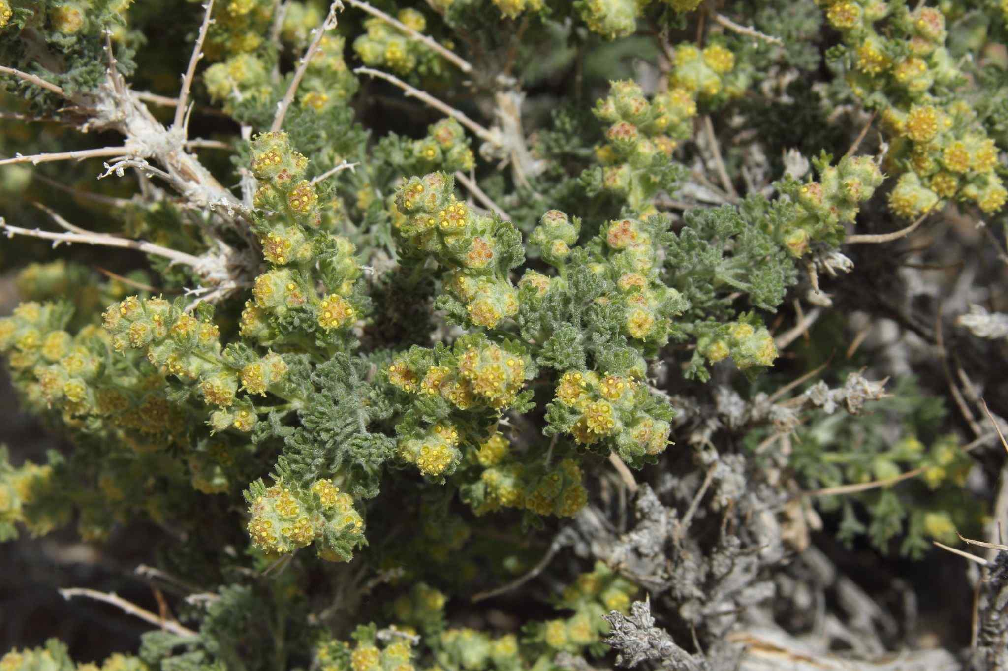 Artemisia sp.