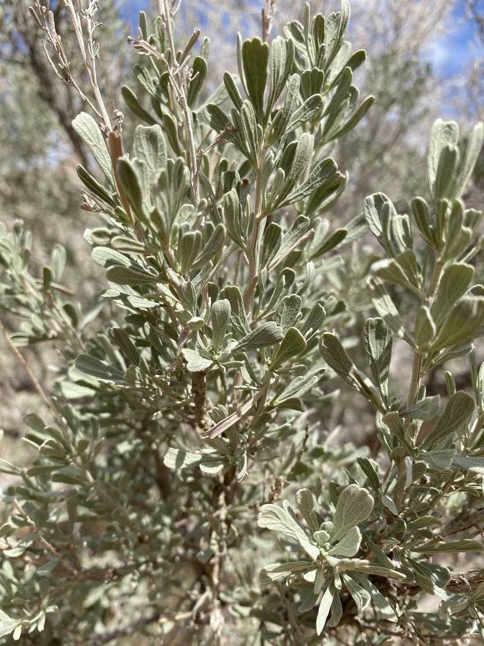 Artemisia tridentata