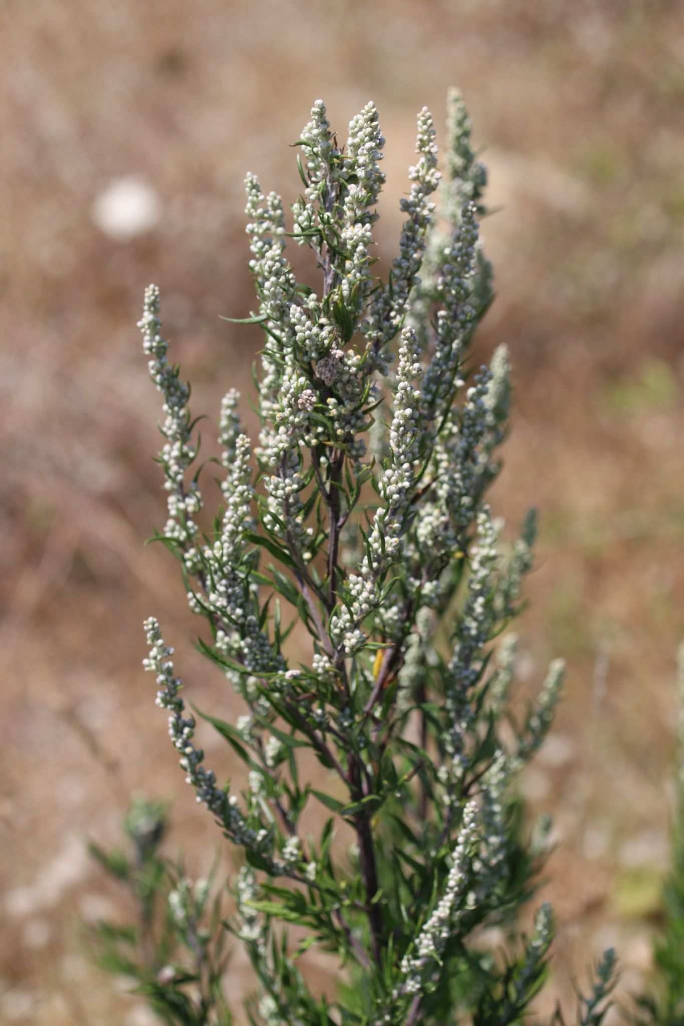 Artemisia vulgaris