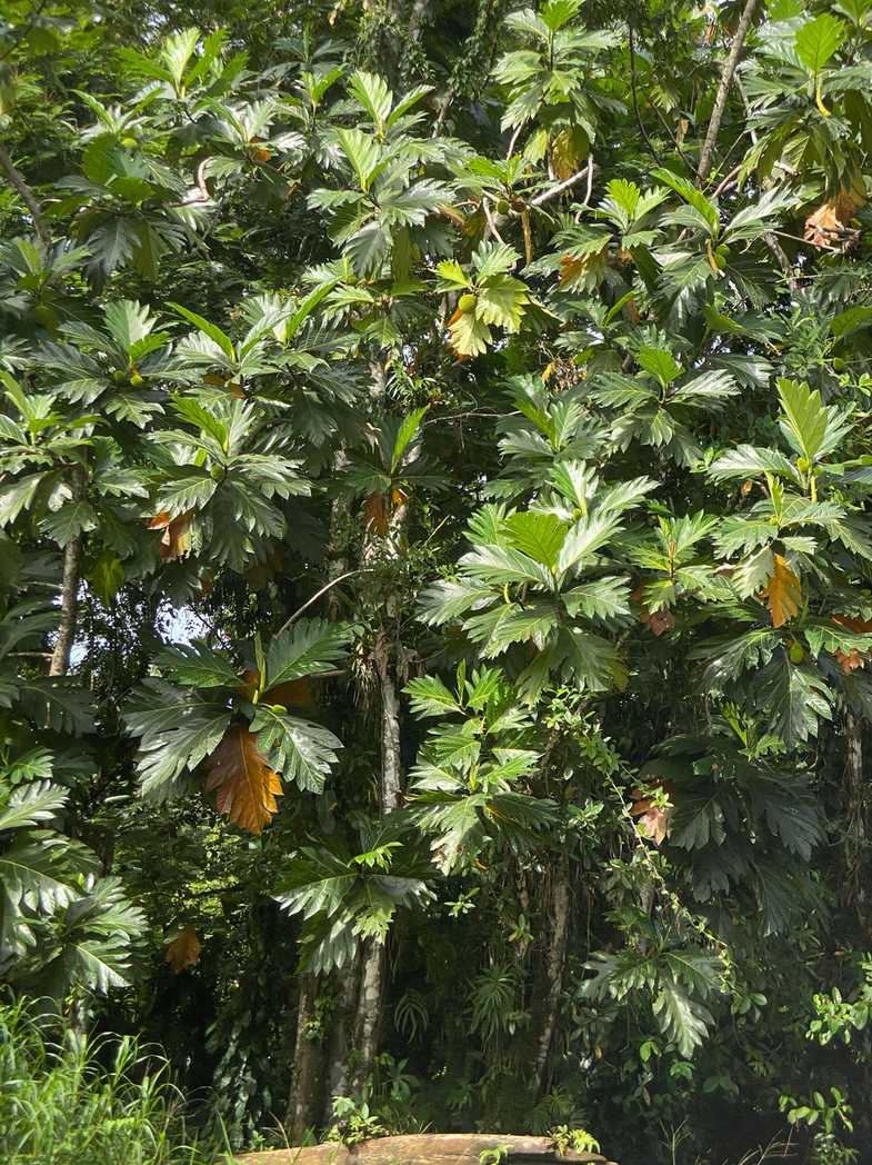 Artocarpus altilis