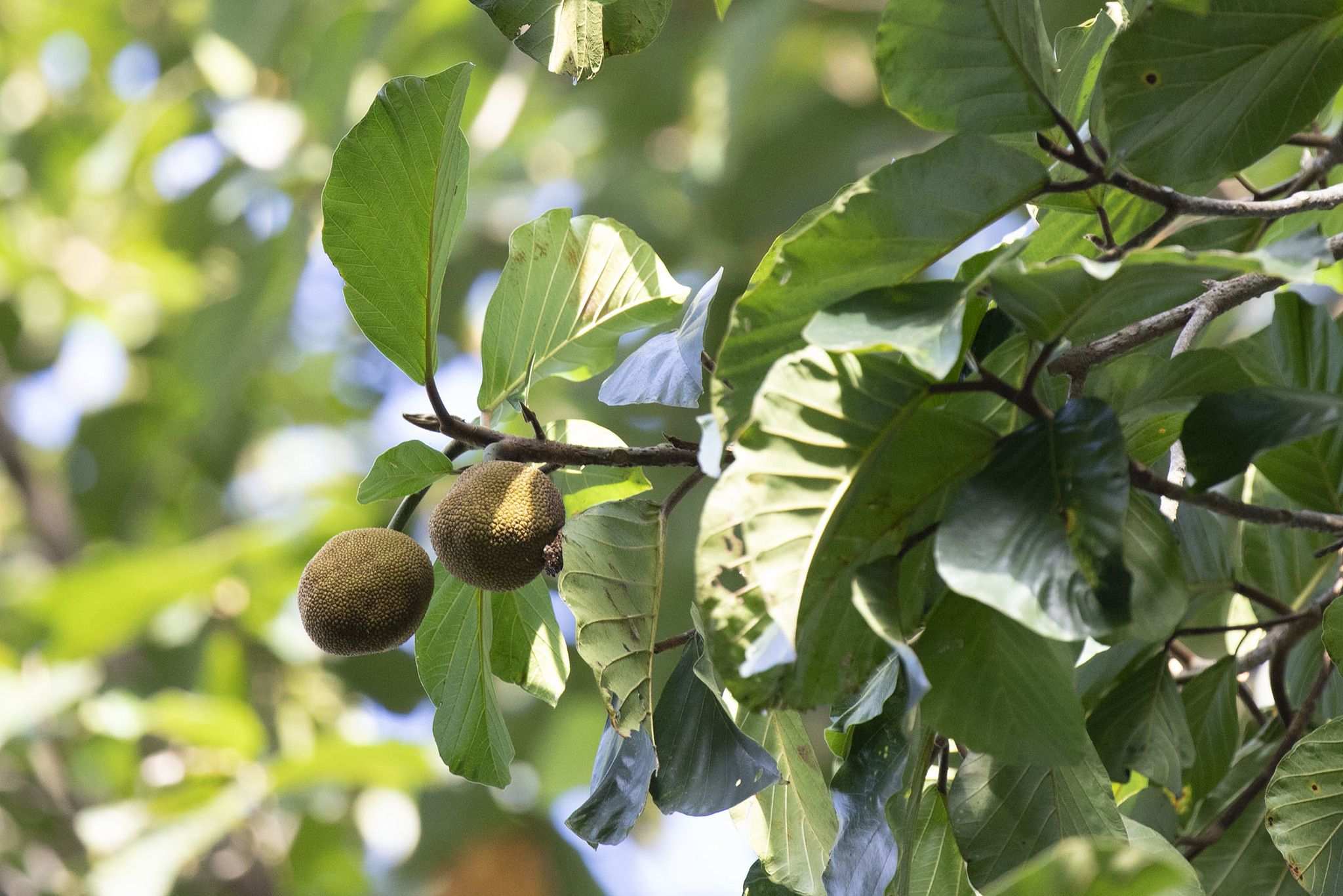 Artocarpus chama