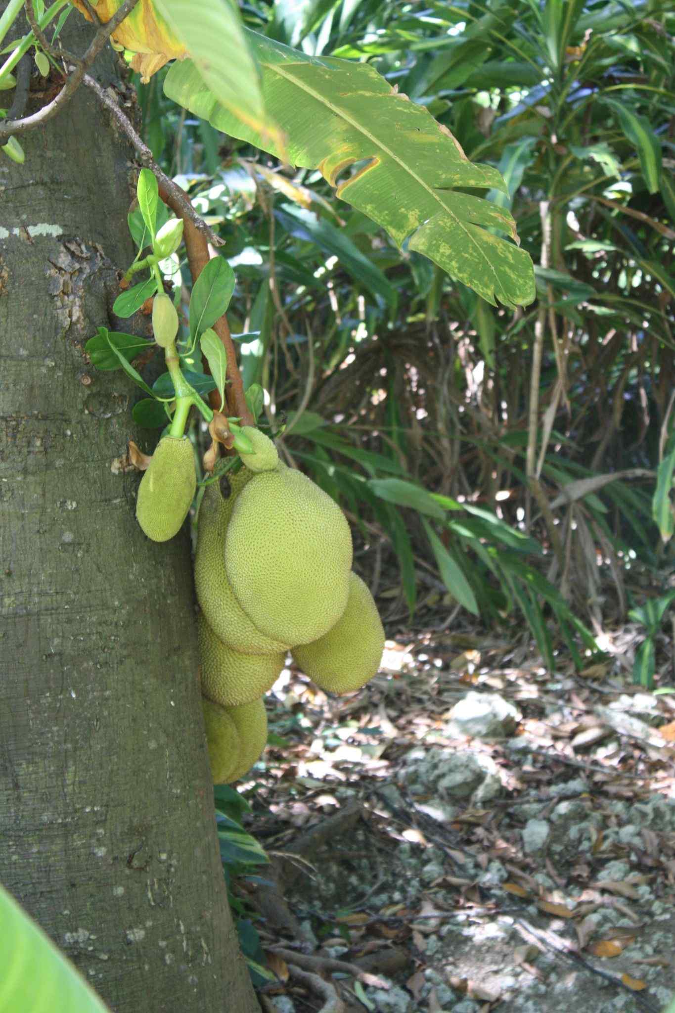 Artocarpus heterophyllus