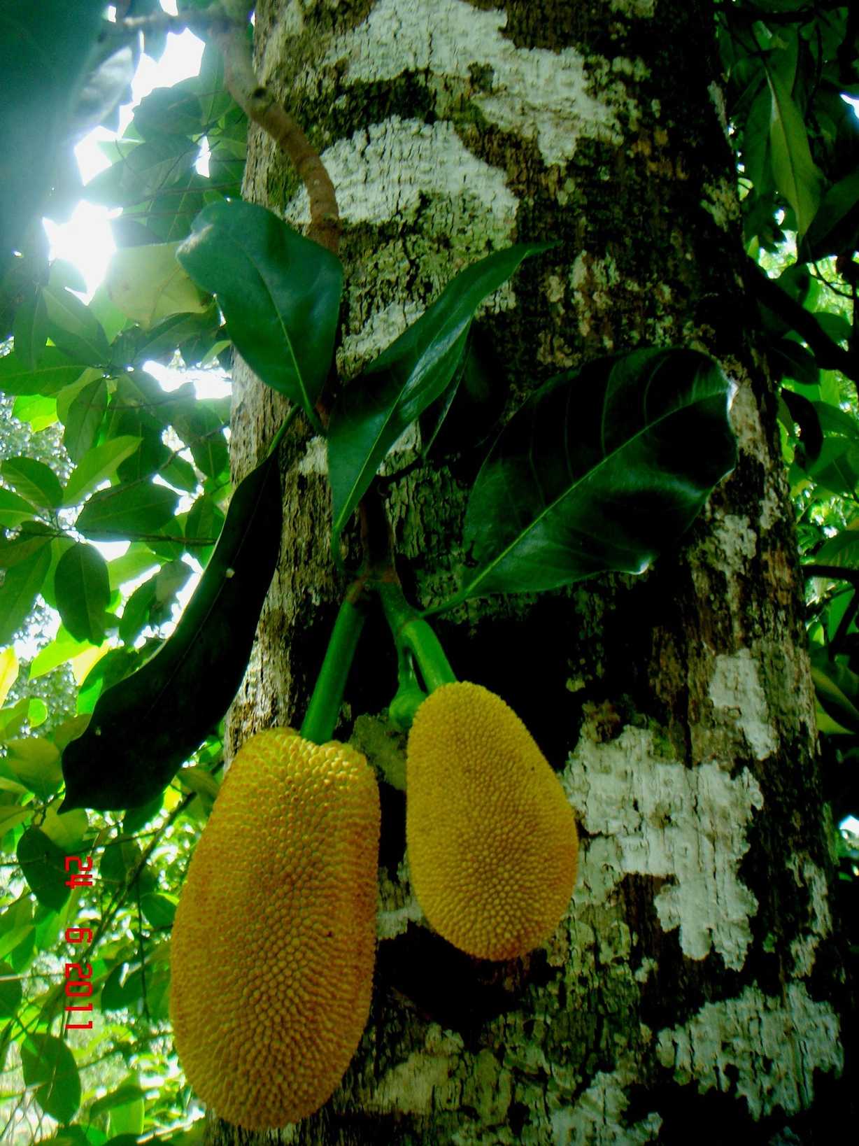 Artocarpus integer