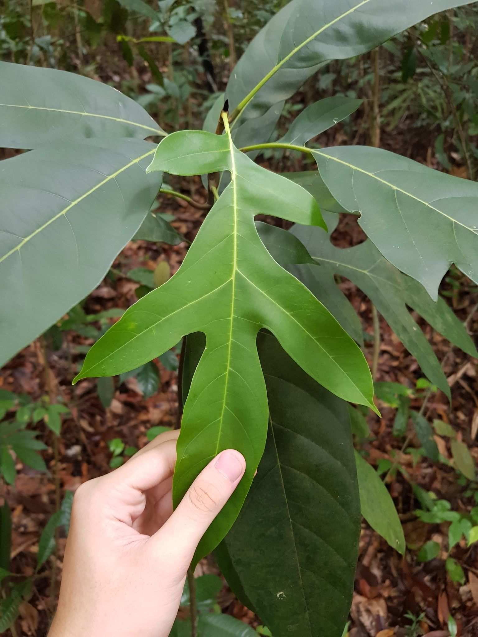 Artocarpus lanceifolius