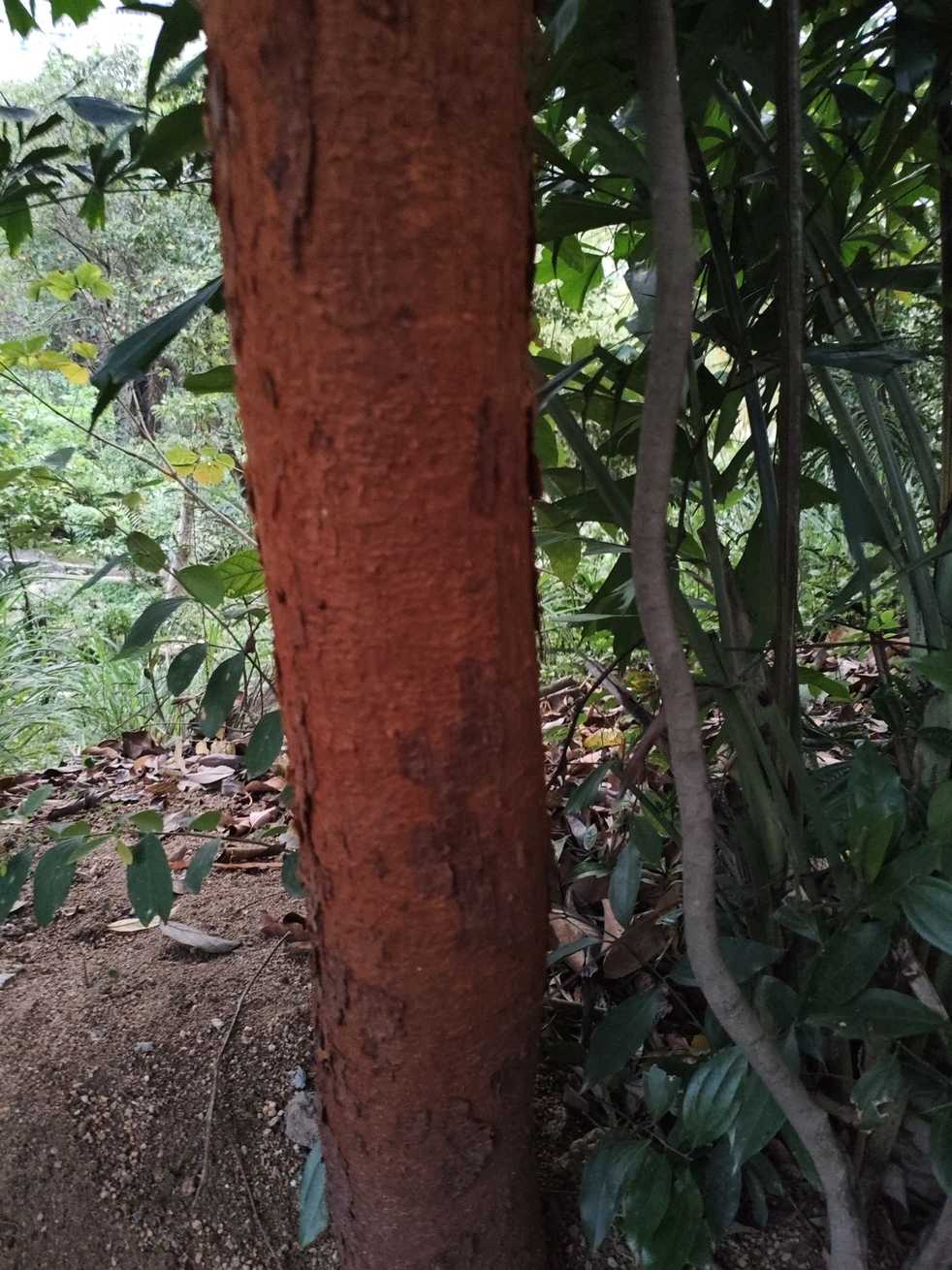 Artocarpus nitidus