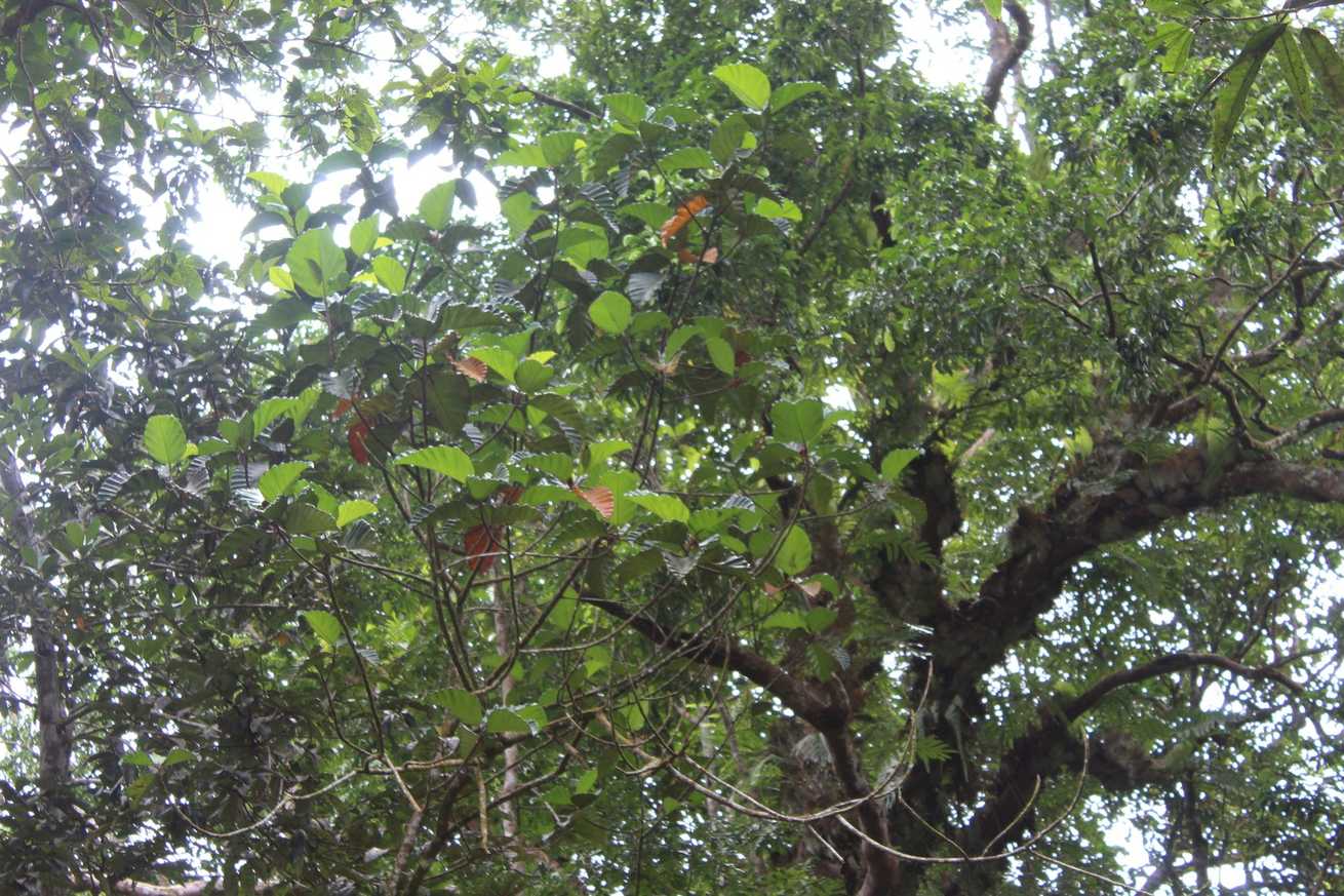 Artocarpus nobilis