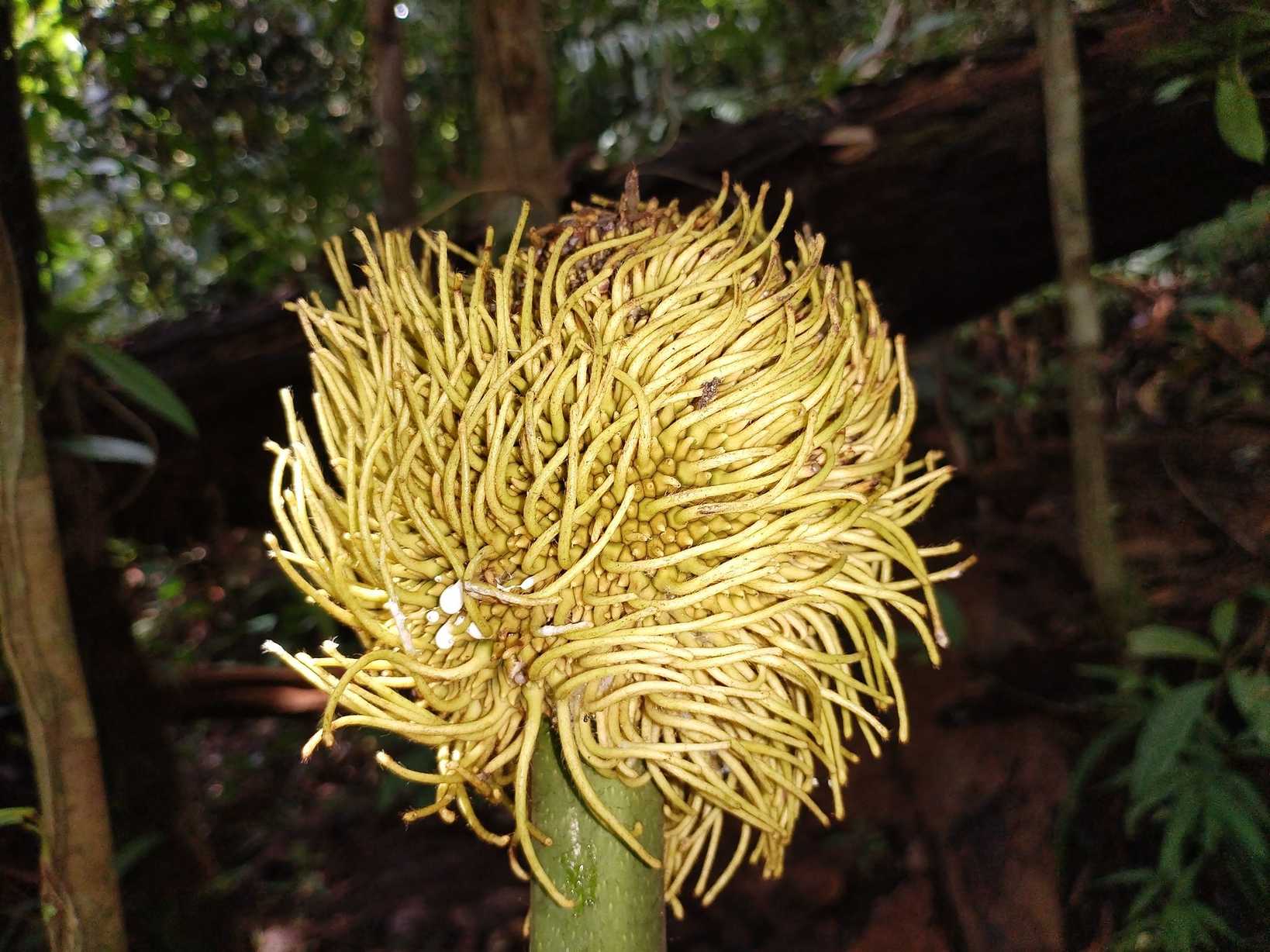 Artocarpus sericicarpus