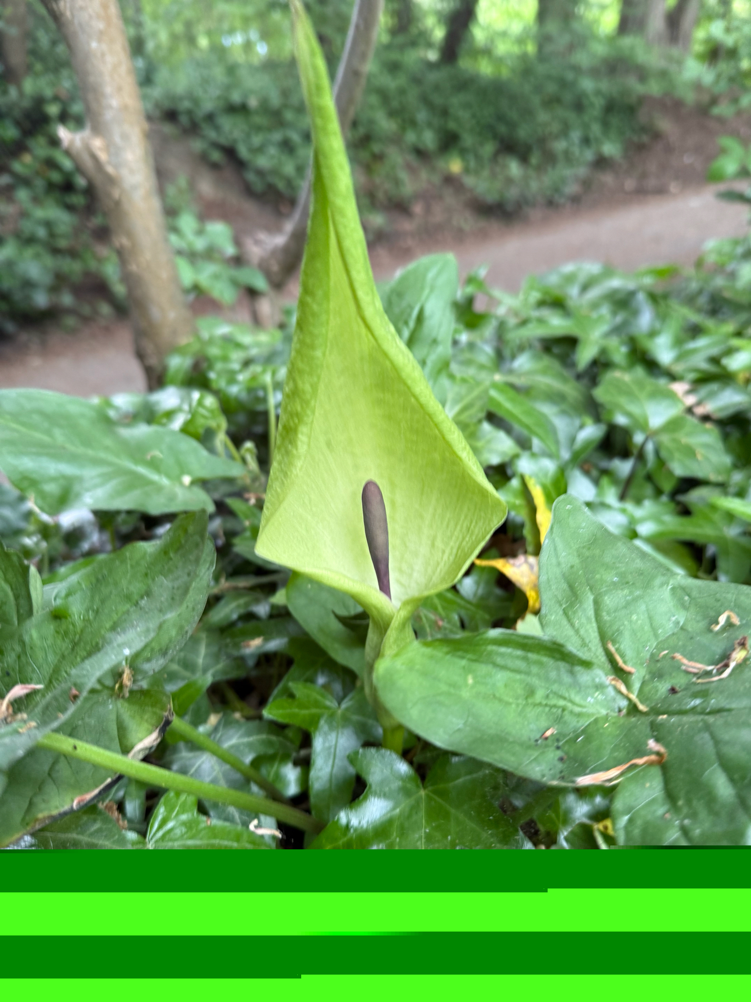 Arum maculatum