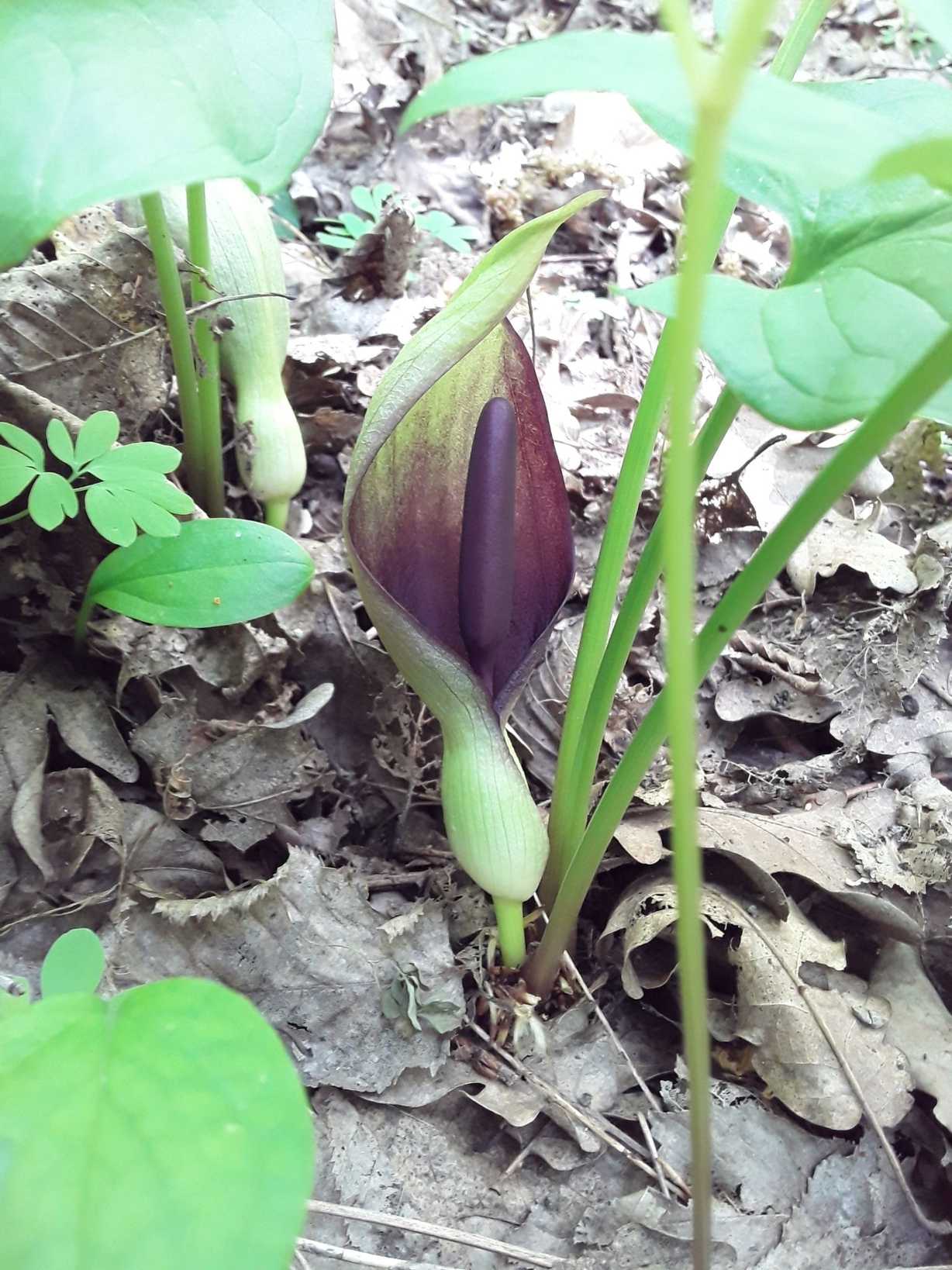Arum orientale