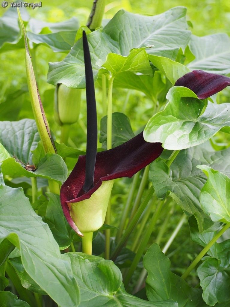 Arum palaestinum