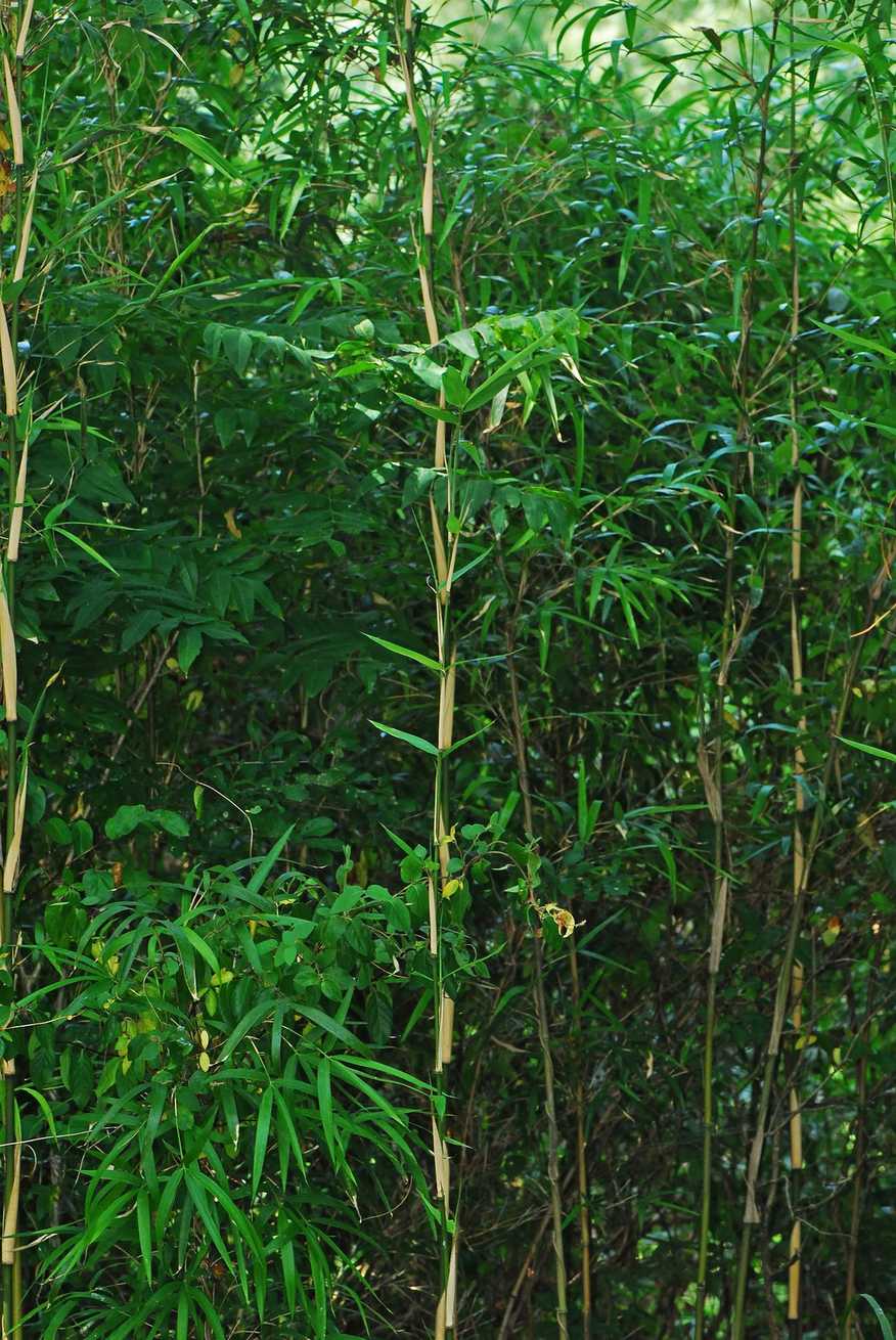 Arundinaria
