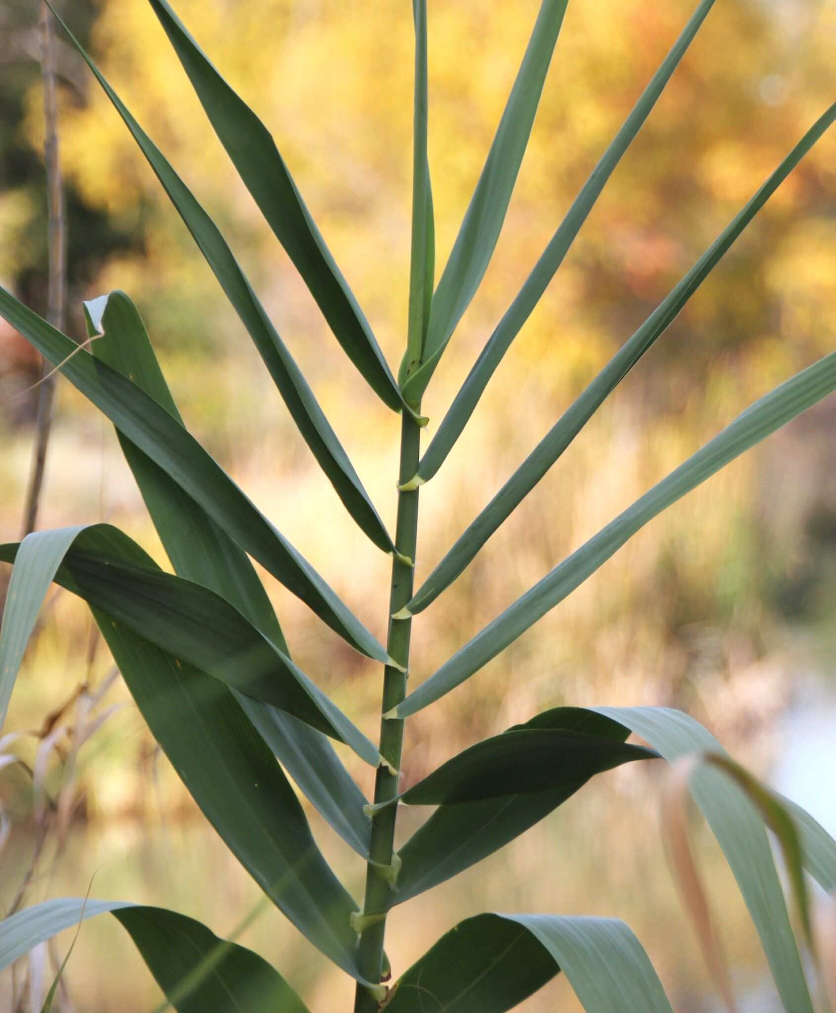 Arundo donax