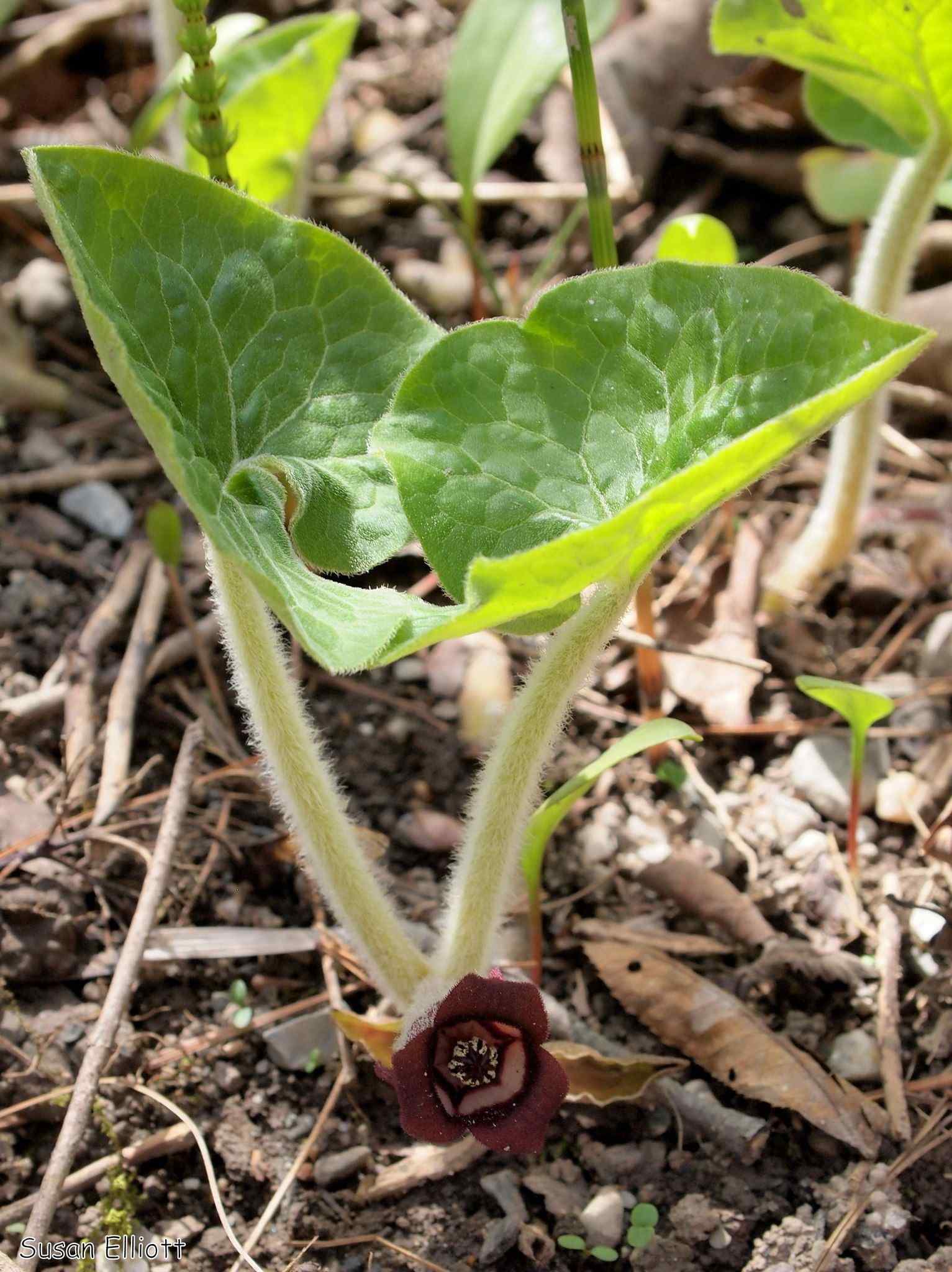 Asarum canadense