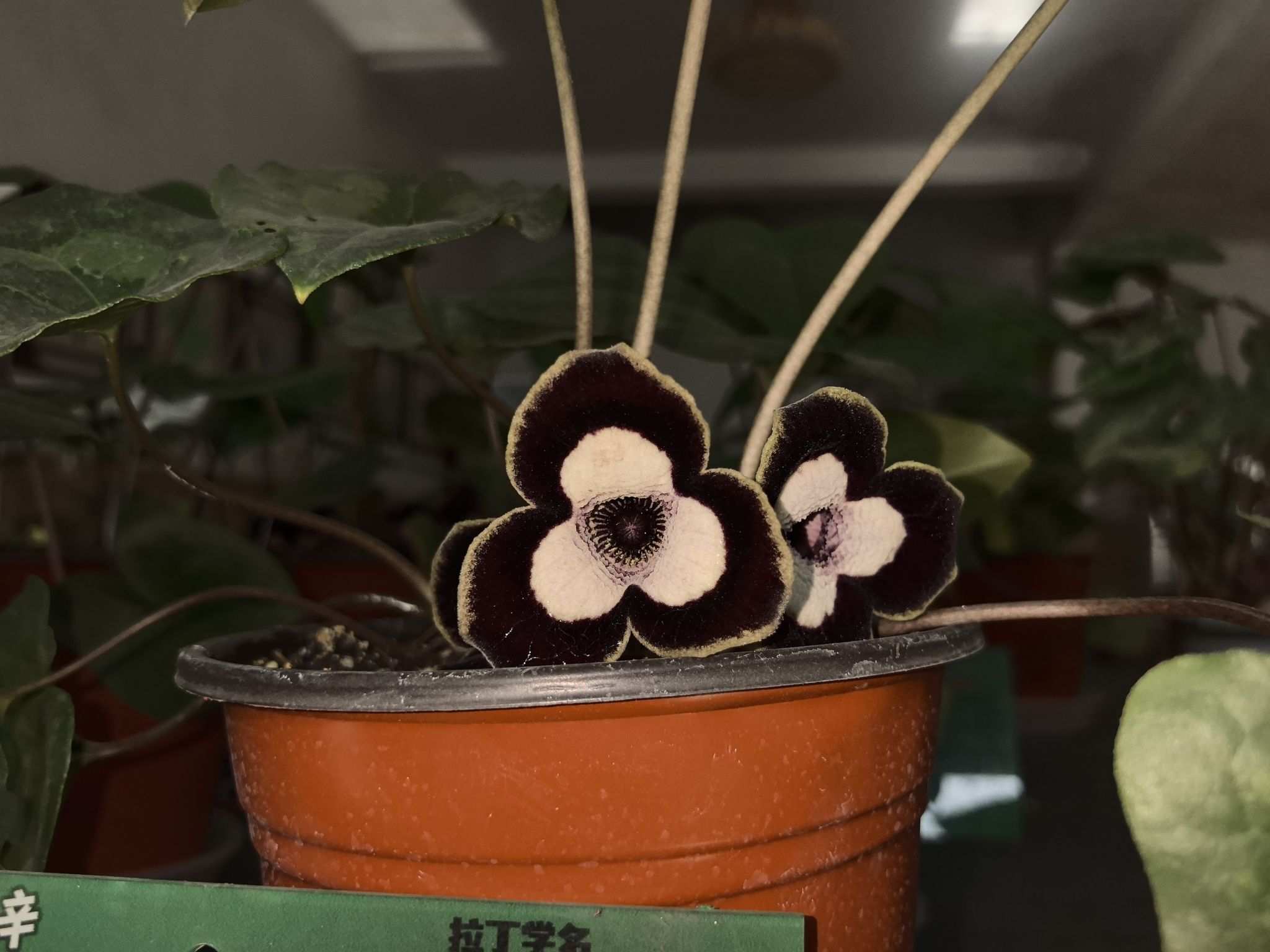 Asarum maximum