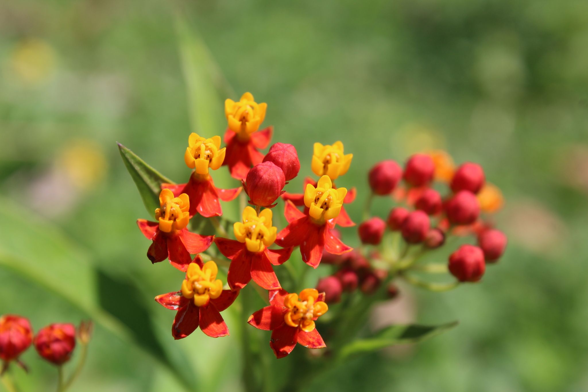 Asclepias curassavica
