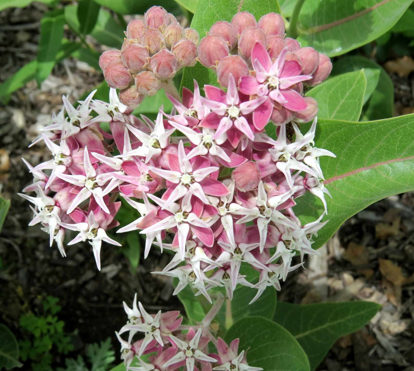 Asclepias sp.