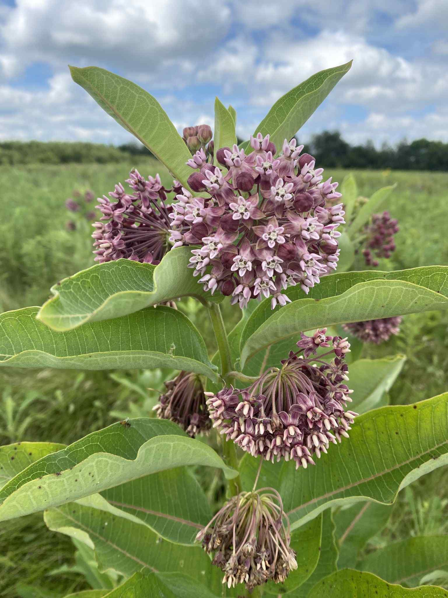Asclepias syriaca