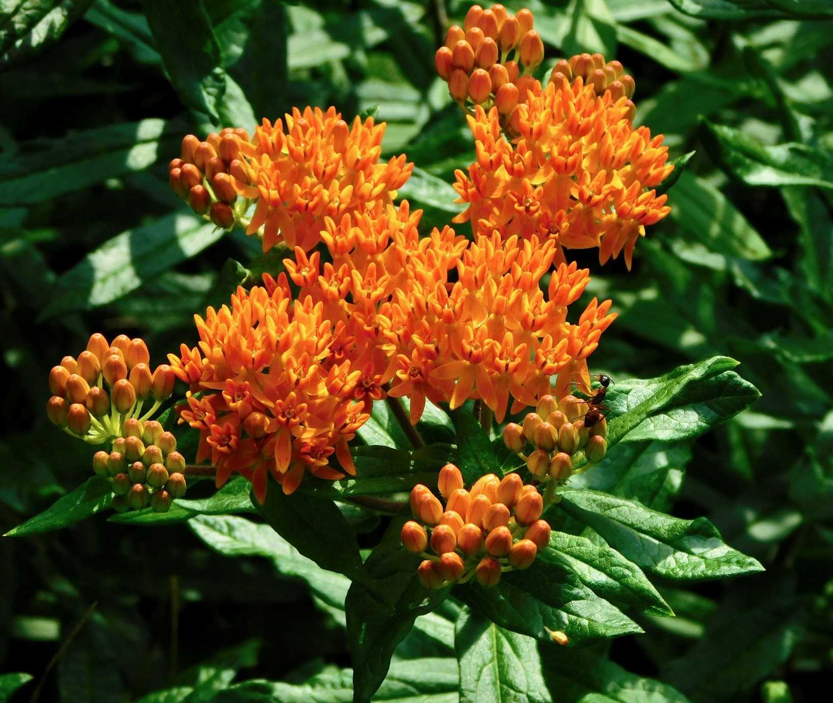 Asclepias tuberosa