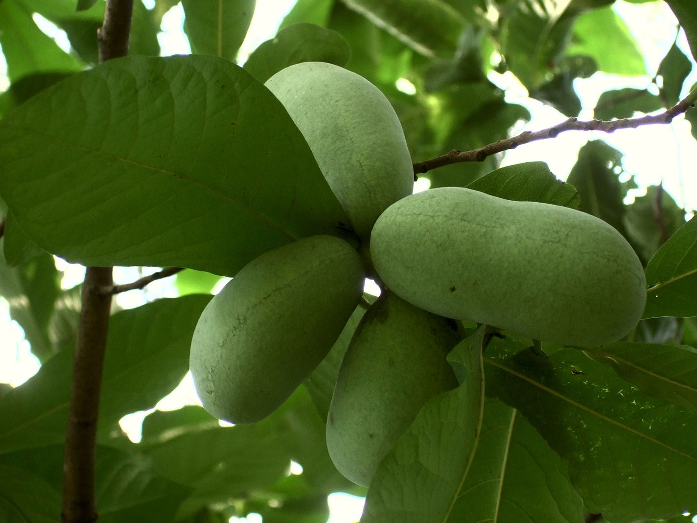 Asimina triloba