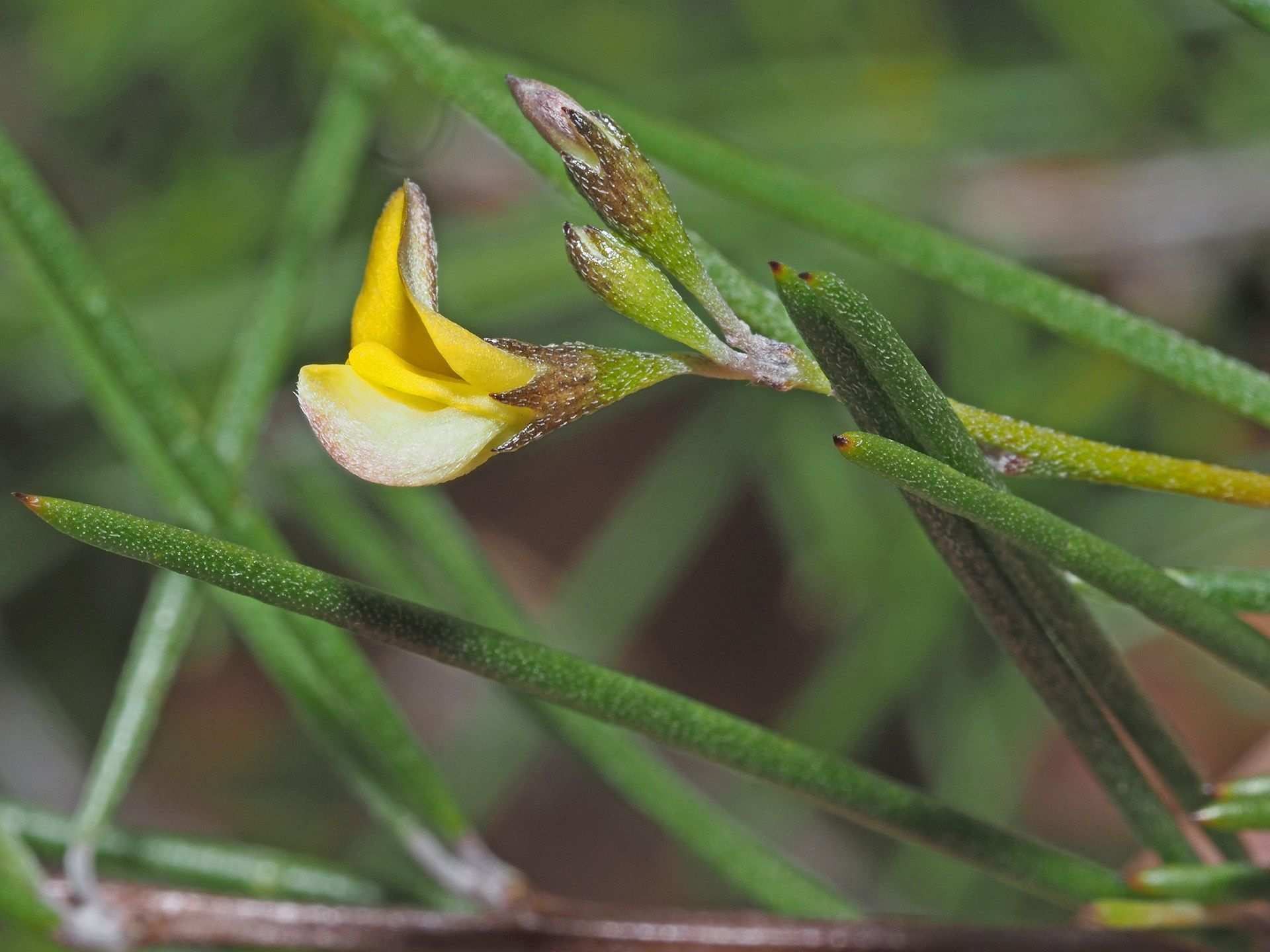 Aspalathus linearis