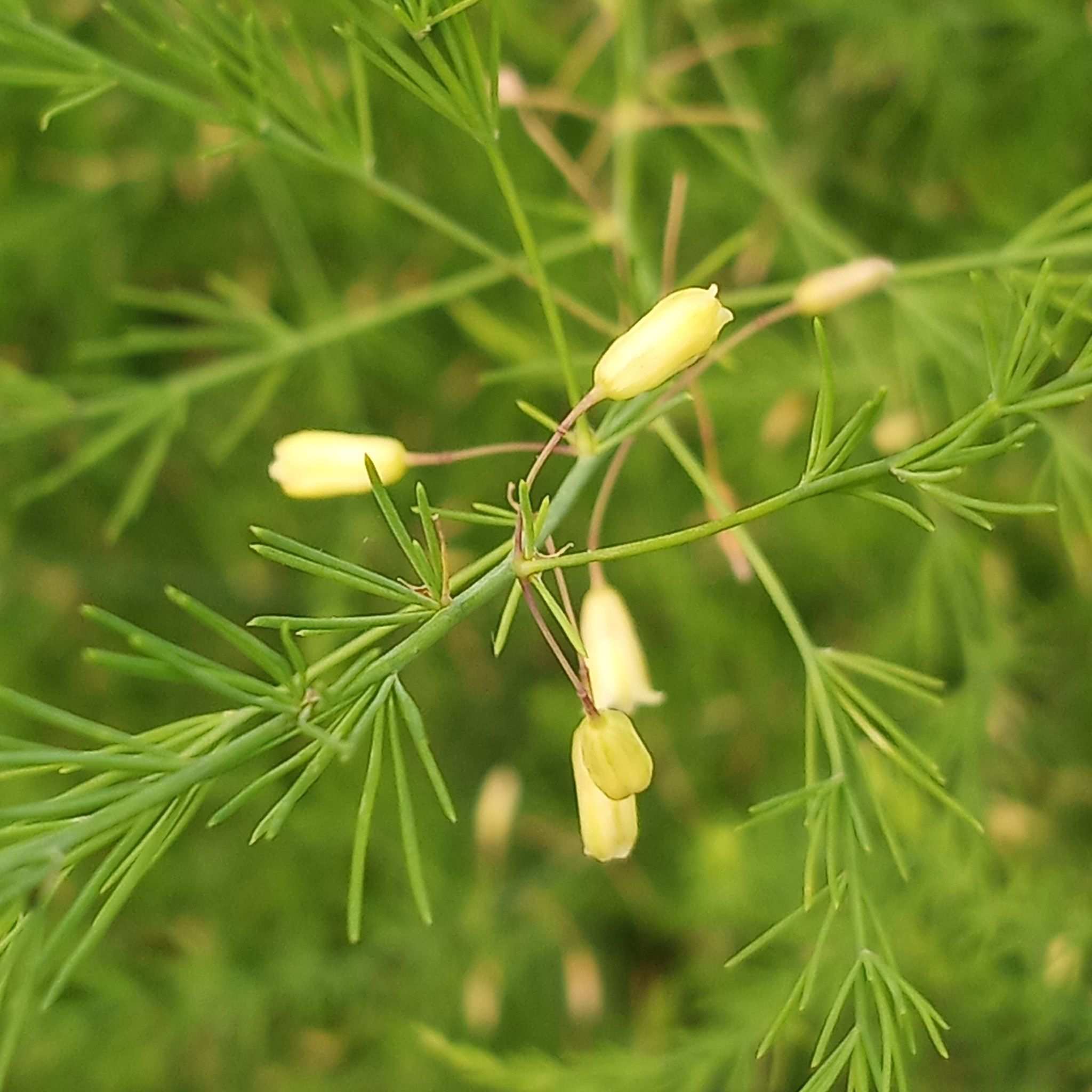 Asparagus