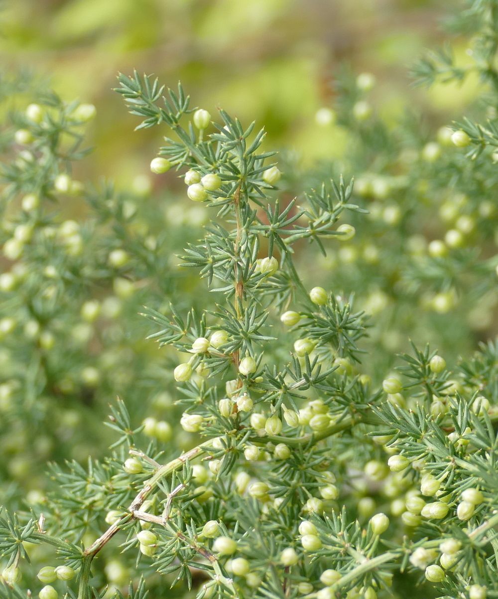 Asparagus acutifolius