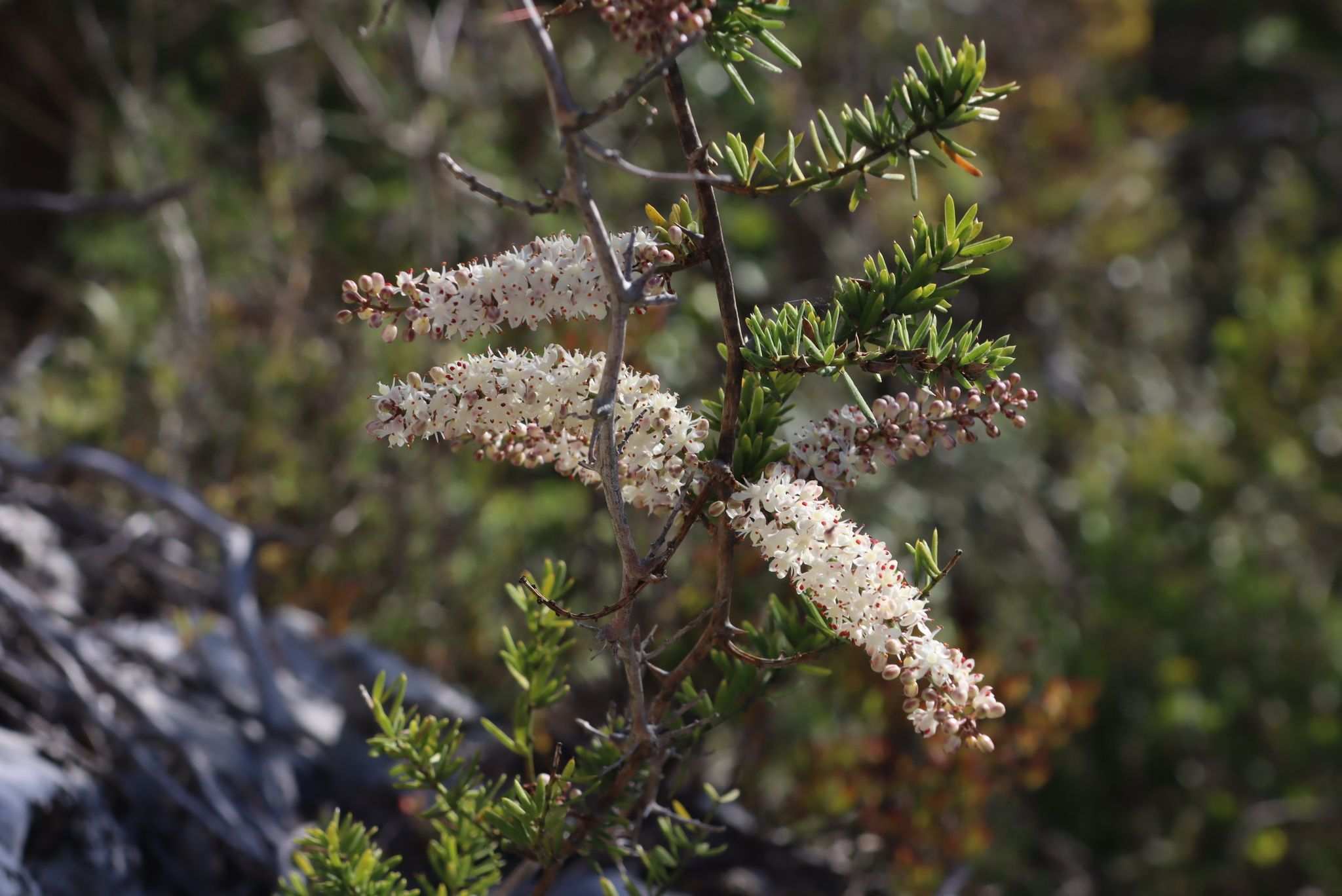 Asparagus aethiopicus